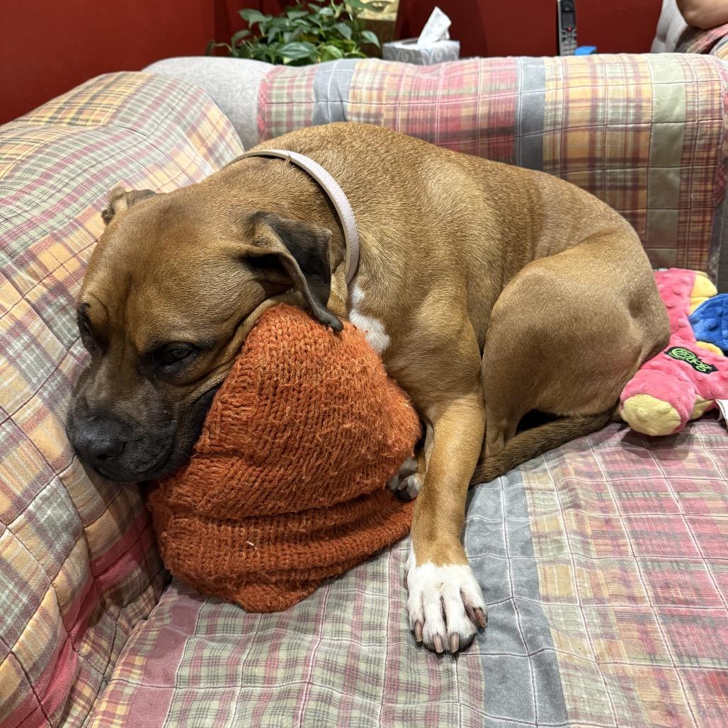 Enlarge Mia, a Adoptable Pit Bull Terrier in Reisterstown, MD image 1/5