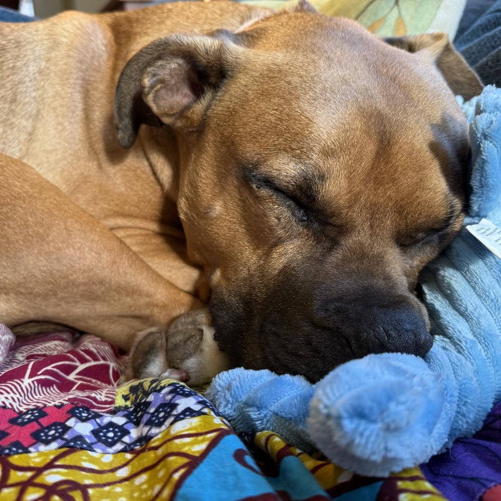 Enlarge Mia, a Adoptable Pit Bull Terrier in Reisterstown, MD image 2/5