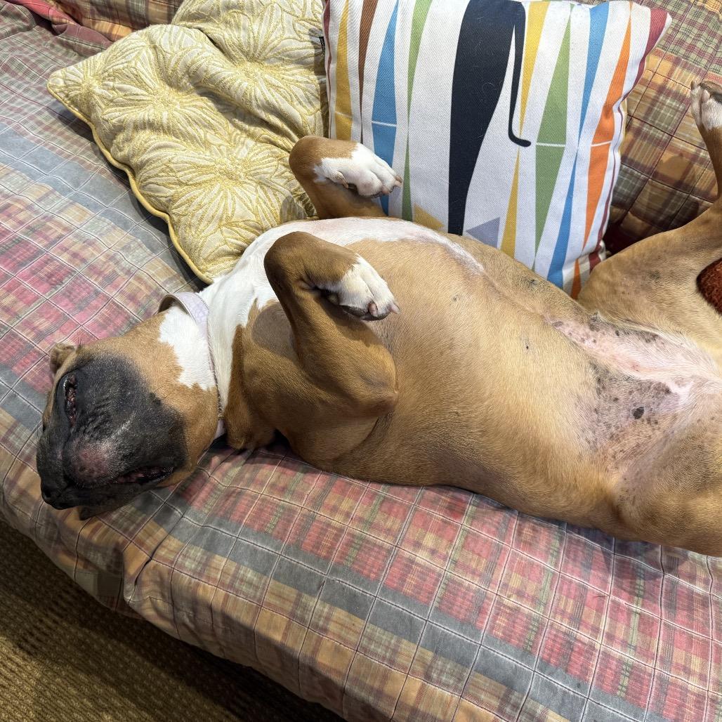 Enlarge Mia, a Adoptable Pit Bull Terrier in Reisterstown, MD image 3/5