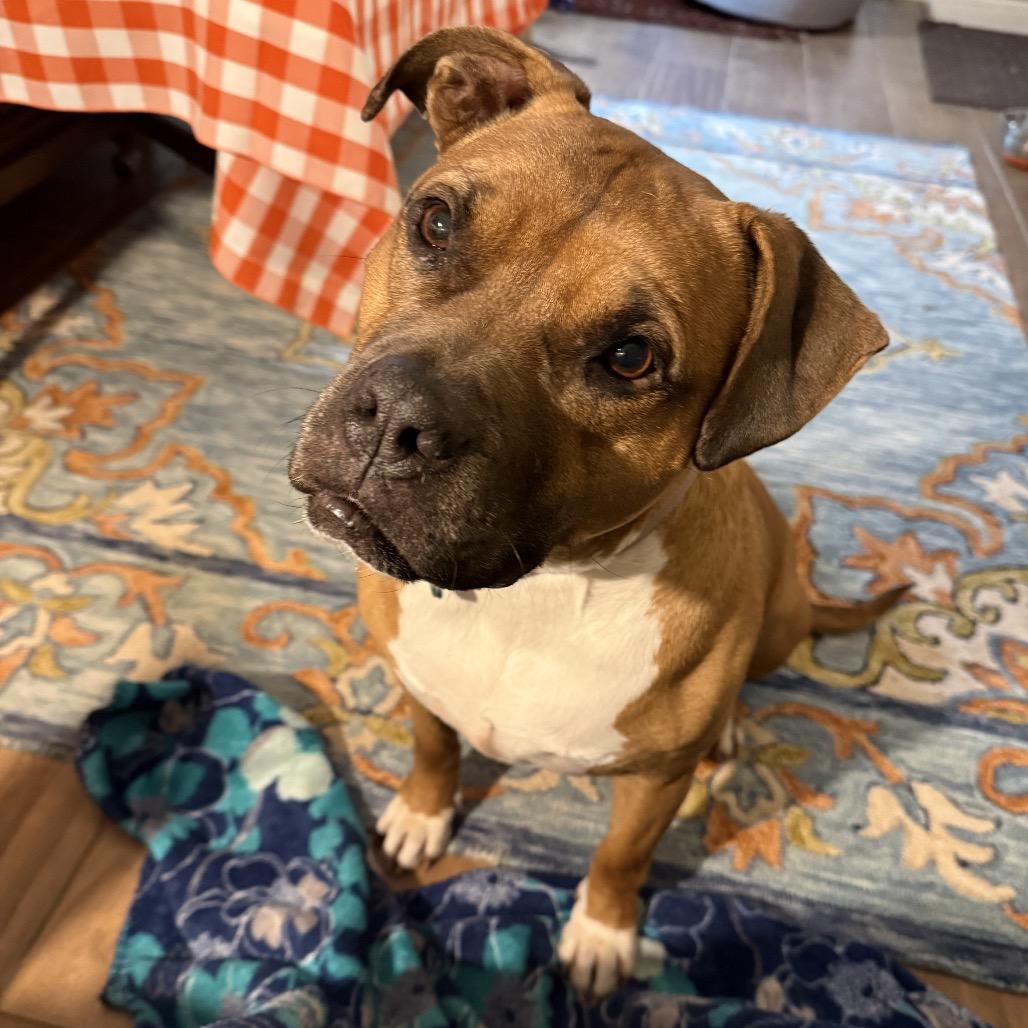 Enlarge Mia, a Adoptable Pit Bull Terrier in Reisterstown, MD image 4/5