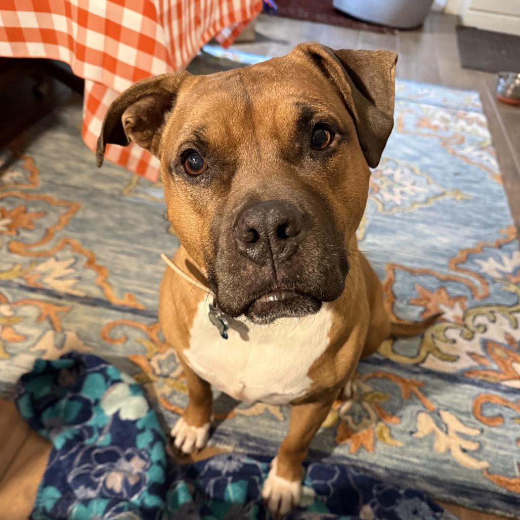 Enlarge Mia, a Adoptable Pit Bull Terrier in Reisterstown, MD image 5/5