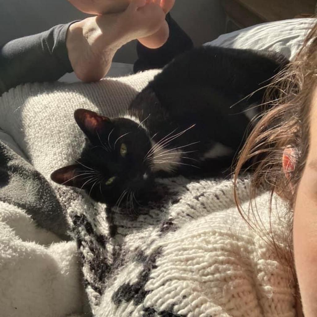 Enlarge Whiskers, a Adoptable mixed breed in Bountiful, UT image 2/6