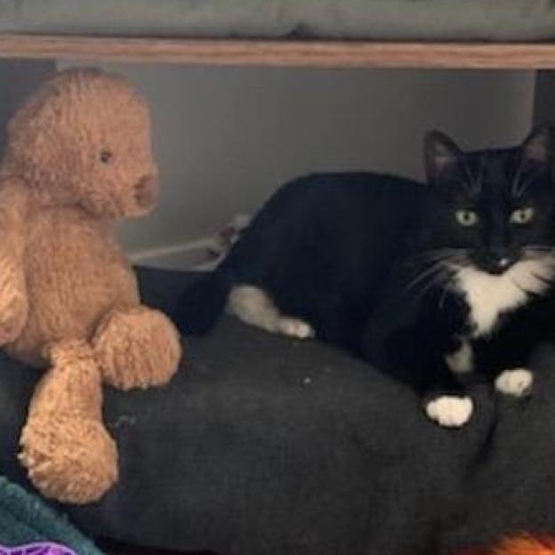 Whiskers, a Adoptable mixed breed in Bountiful, UT image 3/6