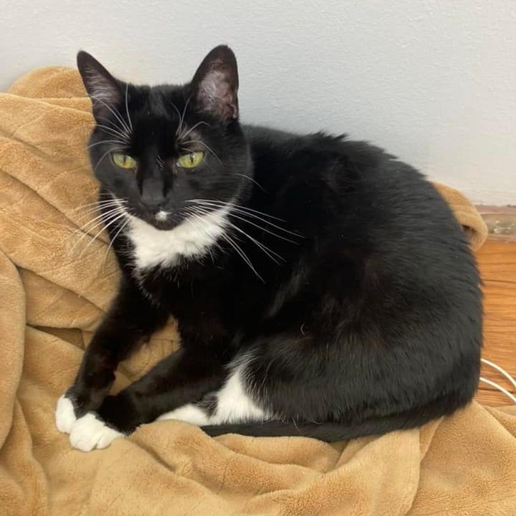 Whiskers, a Adoptable mixed breed in Bountiful, UT image 5/6