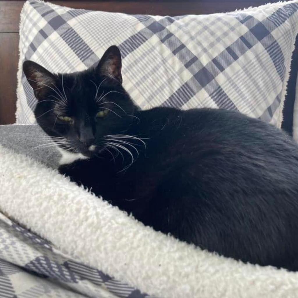 Whiskers, a Adoptable mixed breed in Bountiful, UT image 6/6