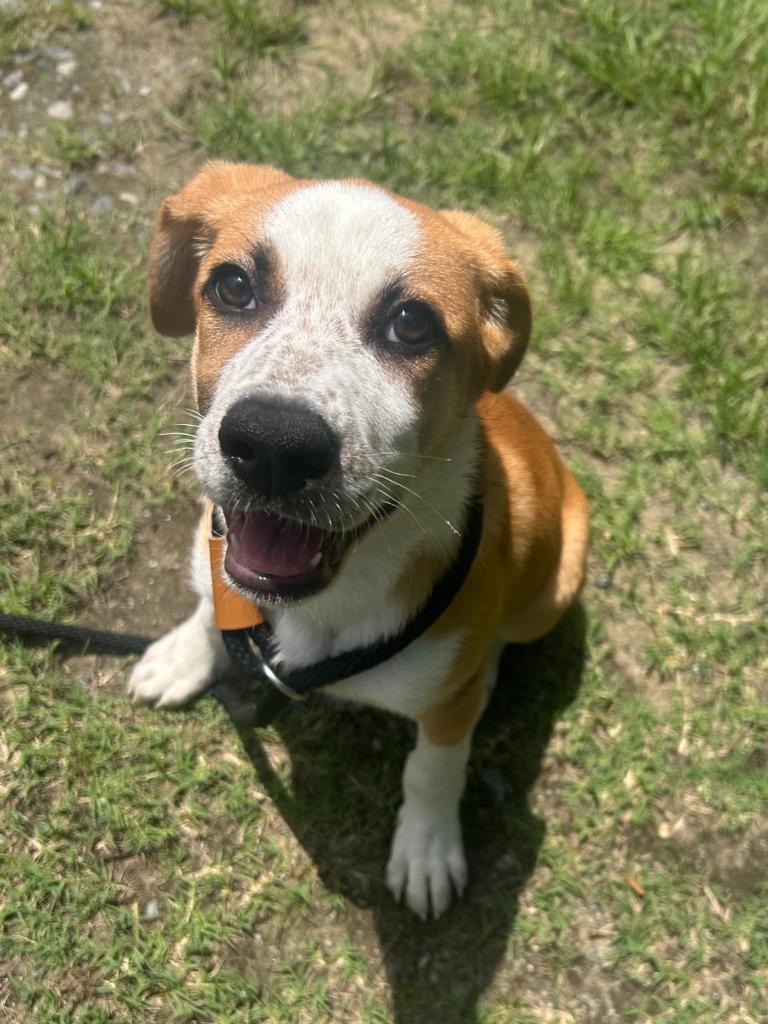 Enlarge Chilly, a Adoptable Terrier in Benton, AR image 1/2