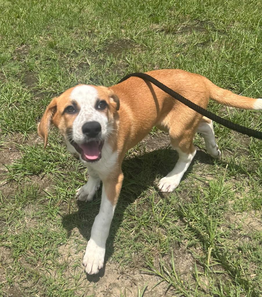 Enlarge Chilly, a Adoptable Terrier in Benton, AR image 2/2