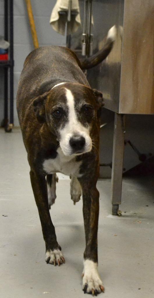 Bailey, a Adoptable Whippet in Greenwood, MS image 1/2