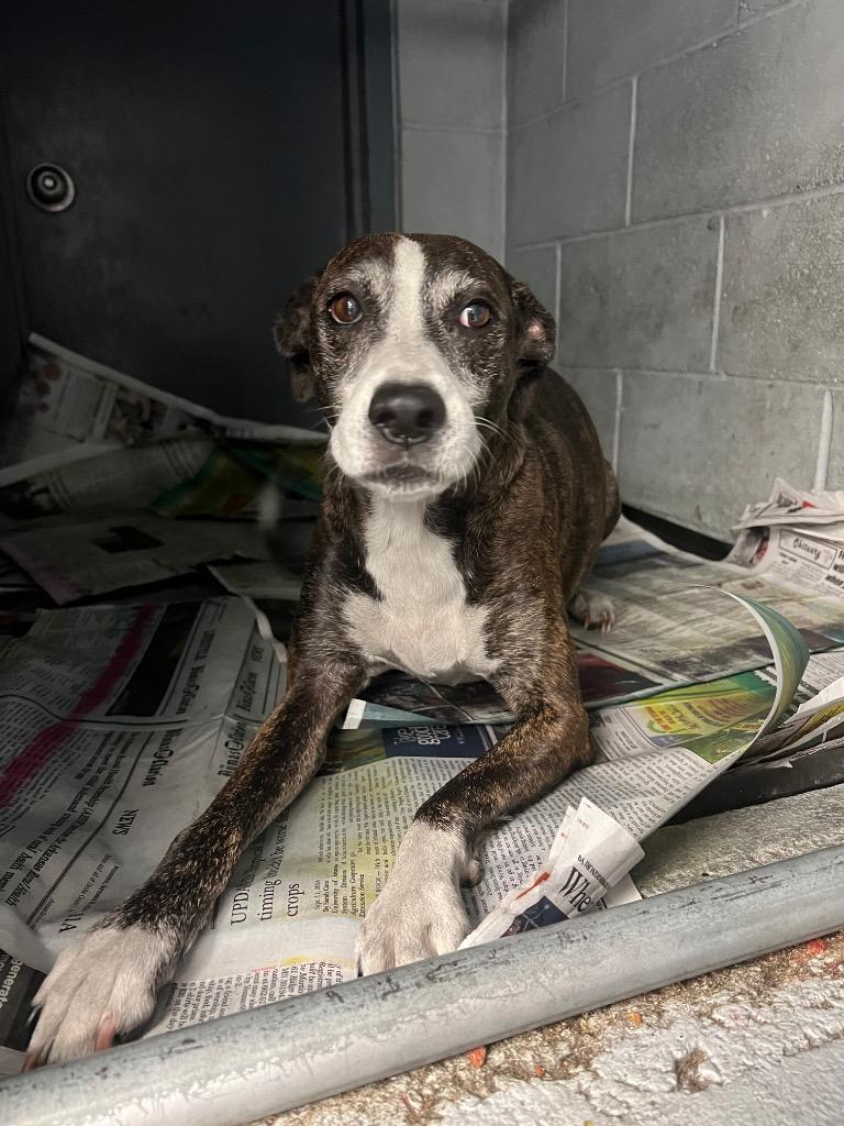 Enlarge Bailey, a Adoptable Whippet in Greenwood, MS image 2/2