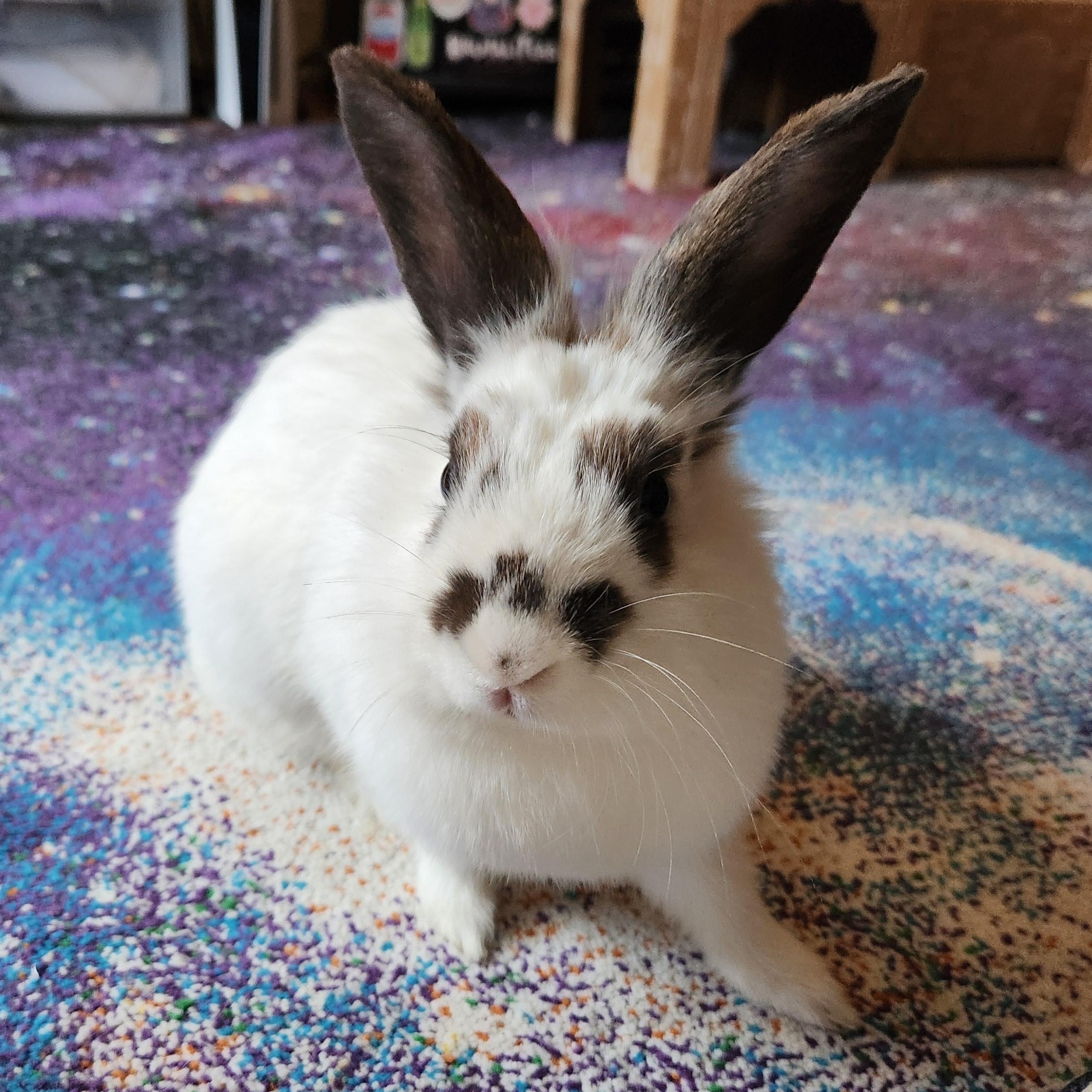 HATTY (YOUNG SPAYED FEMALE), a Adoptable mixed breed in Forest Hills, NY image 1/6