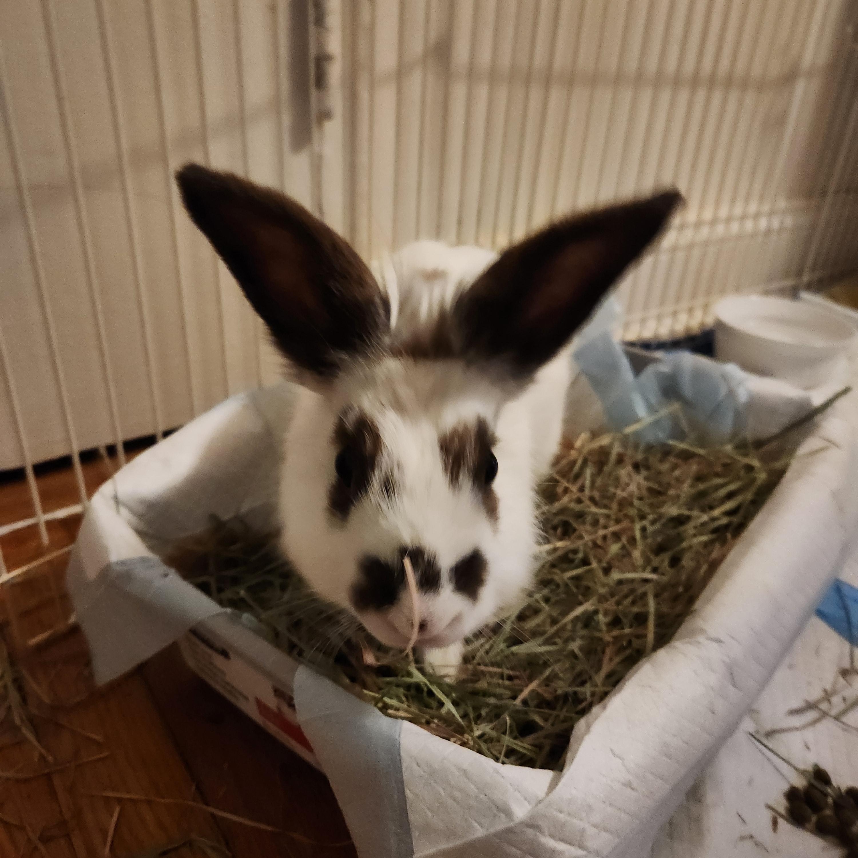 HATTY (YOUNG SPAYED FEMALE) photo 3