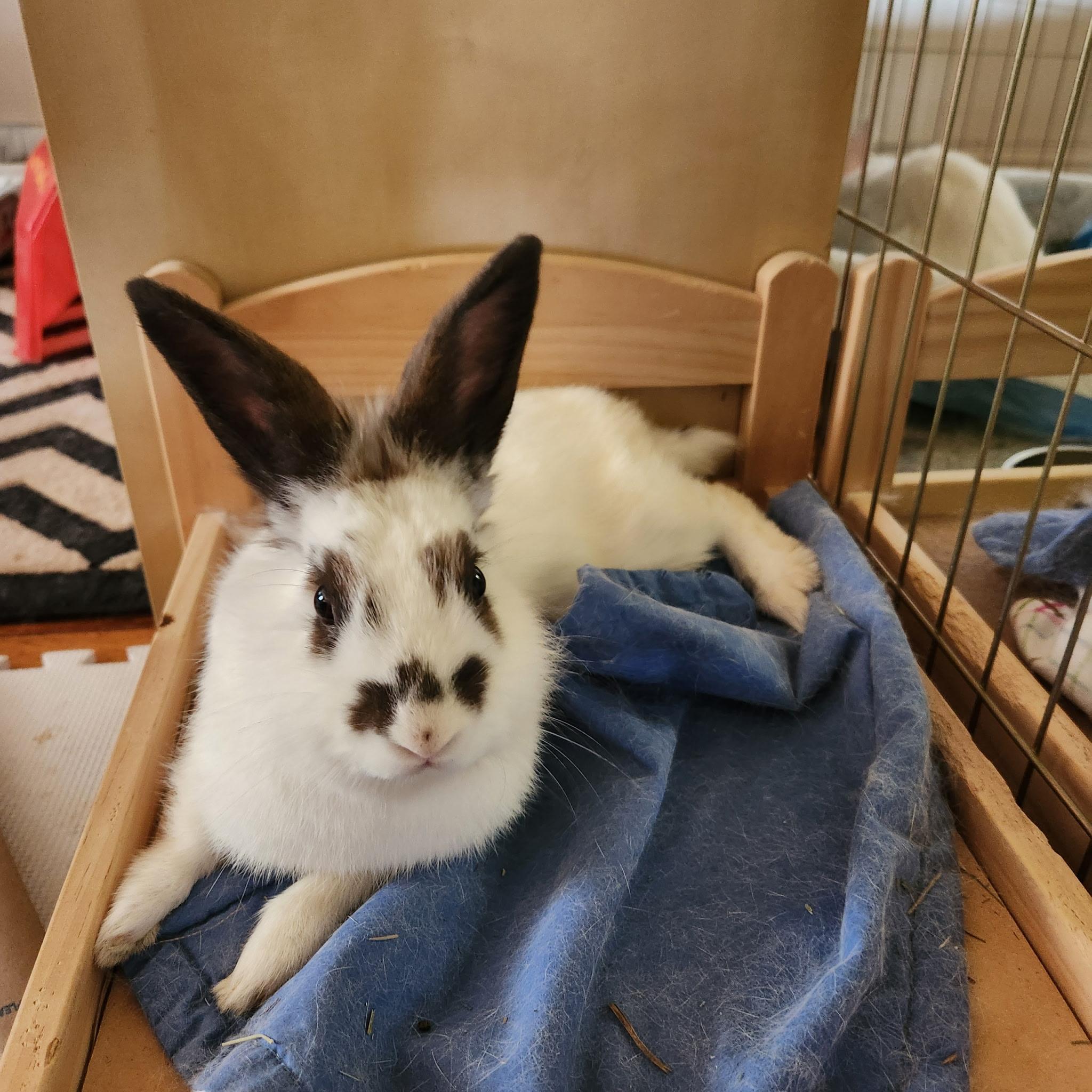 HATTY (YOUNG SPAYED FEMALE), a Adoptable mixed breed in Forest Hills, NY image 5/6