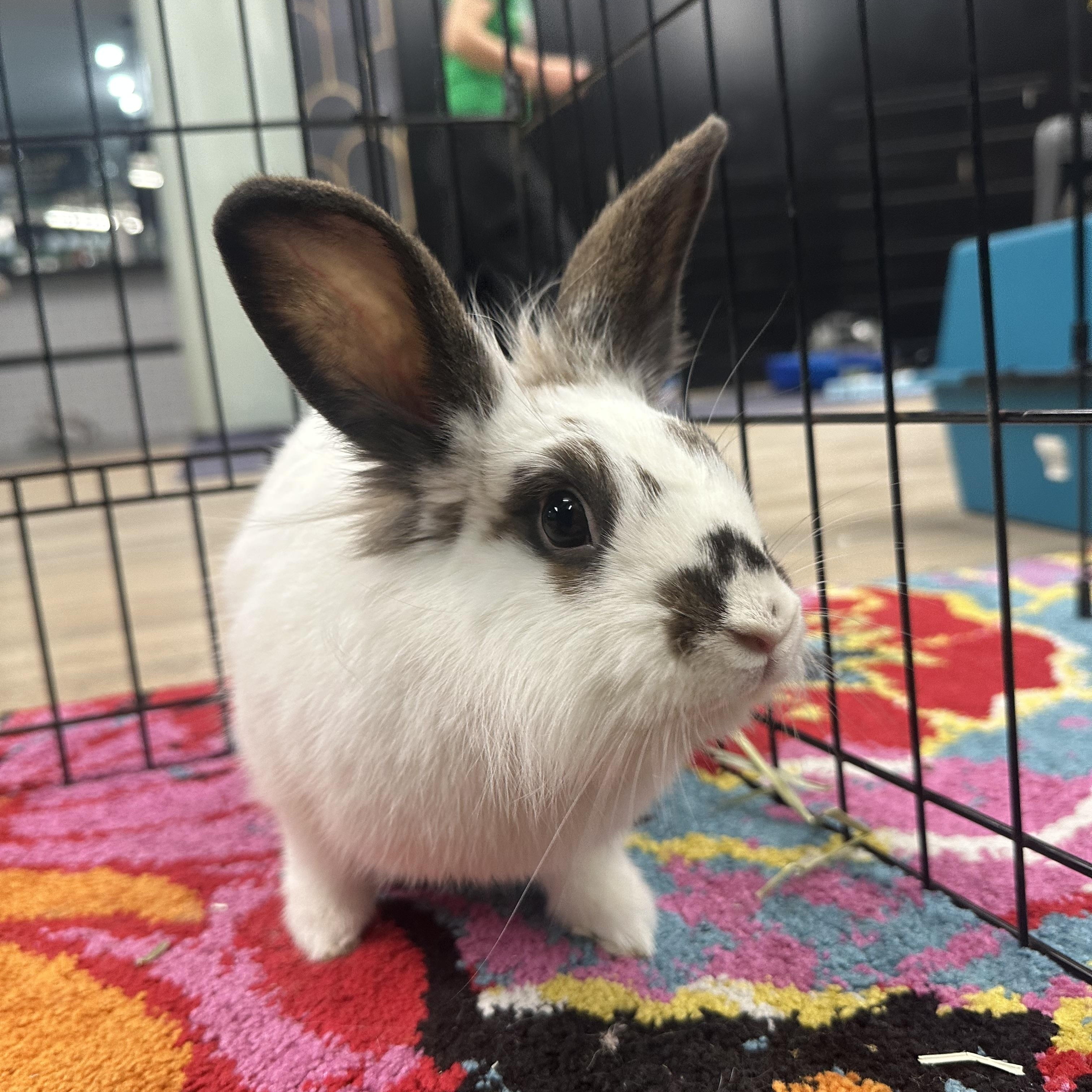 HATTY (YOUNG SPAYED FEMALE), a Adoptable mixed breed in Forest Hills, NY image 2/6