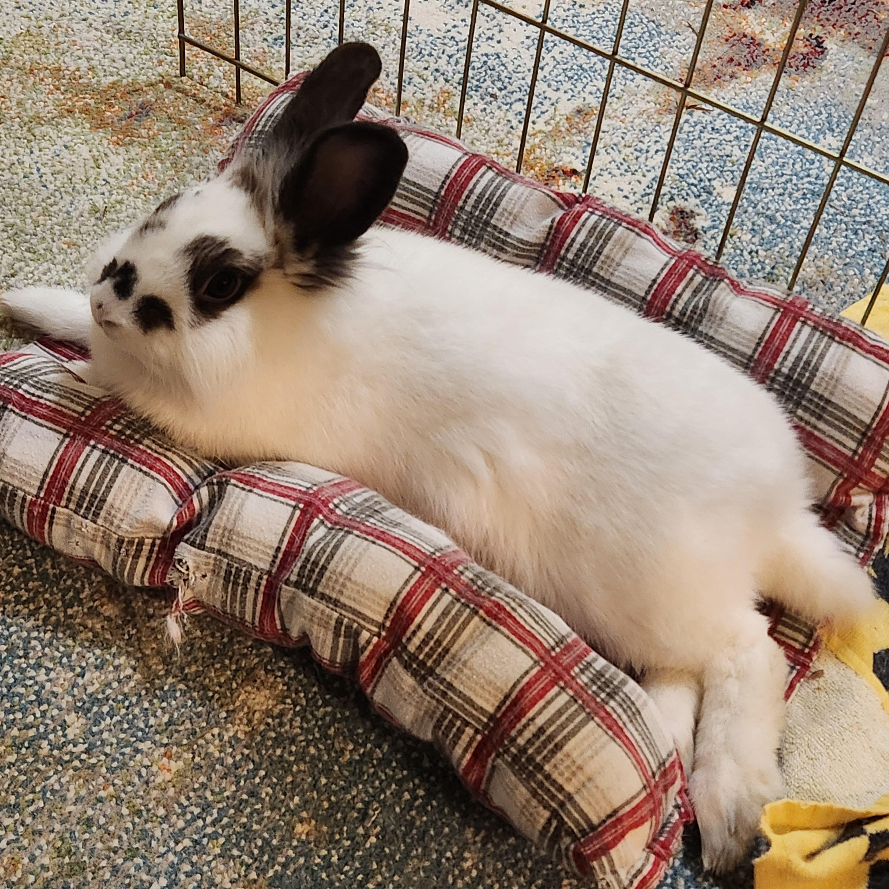 Enlarge HATTY , a Adoptable mixed breed in Forest Hills, NY image 4/6