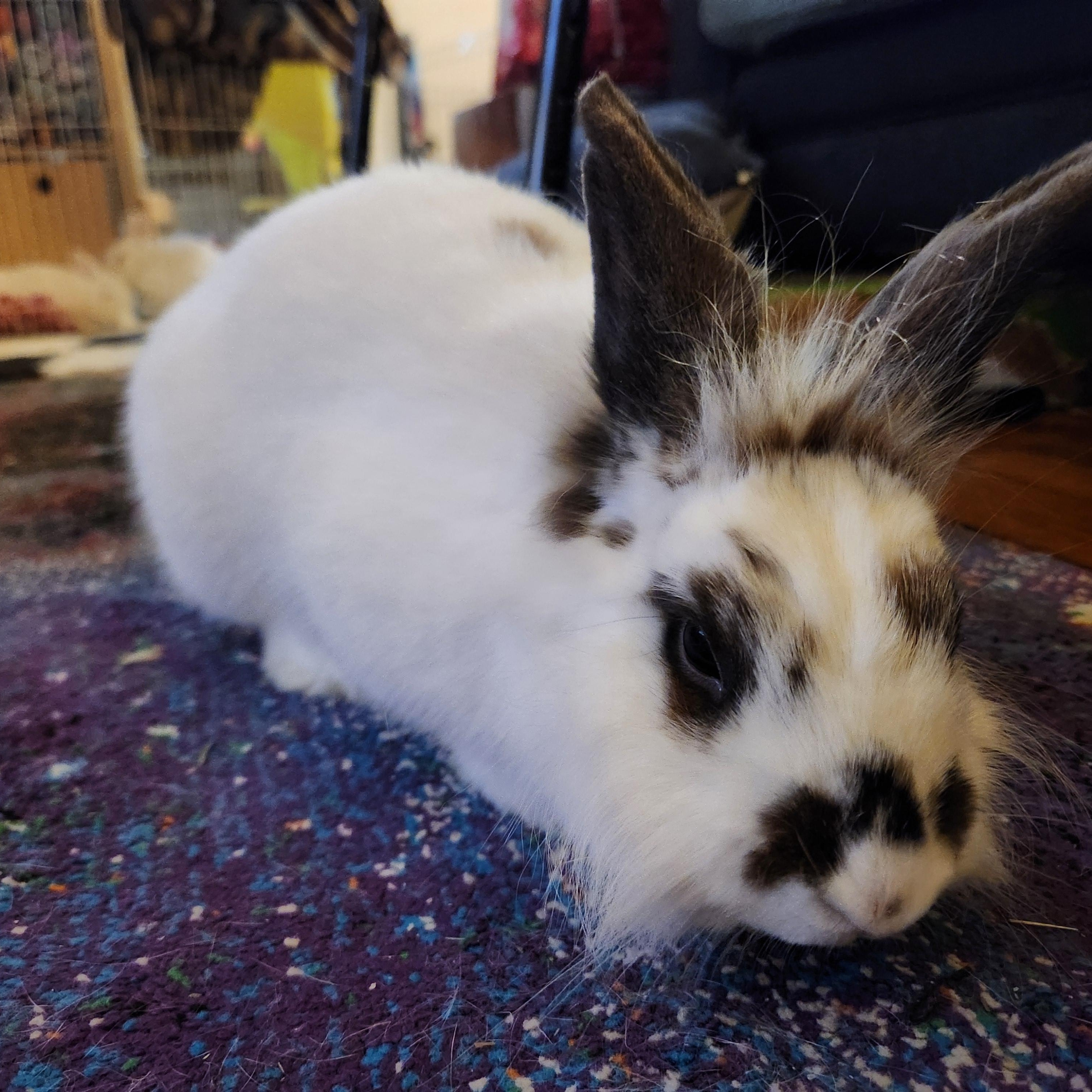 Enlarge HATTY , a Adoptable mixed breed in Forest Hills, NY image 6/6