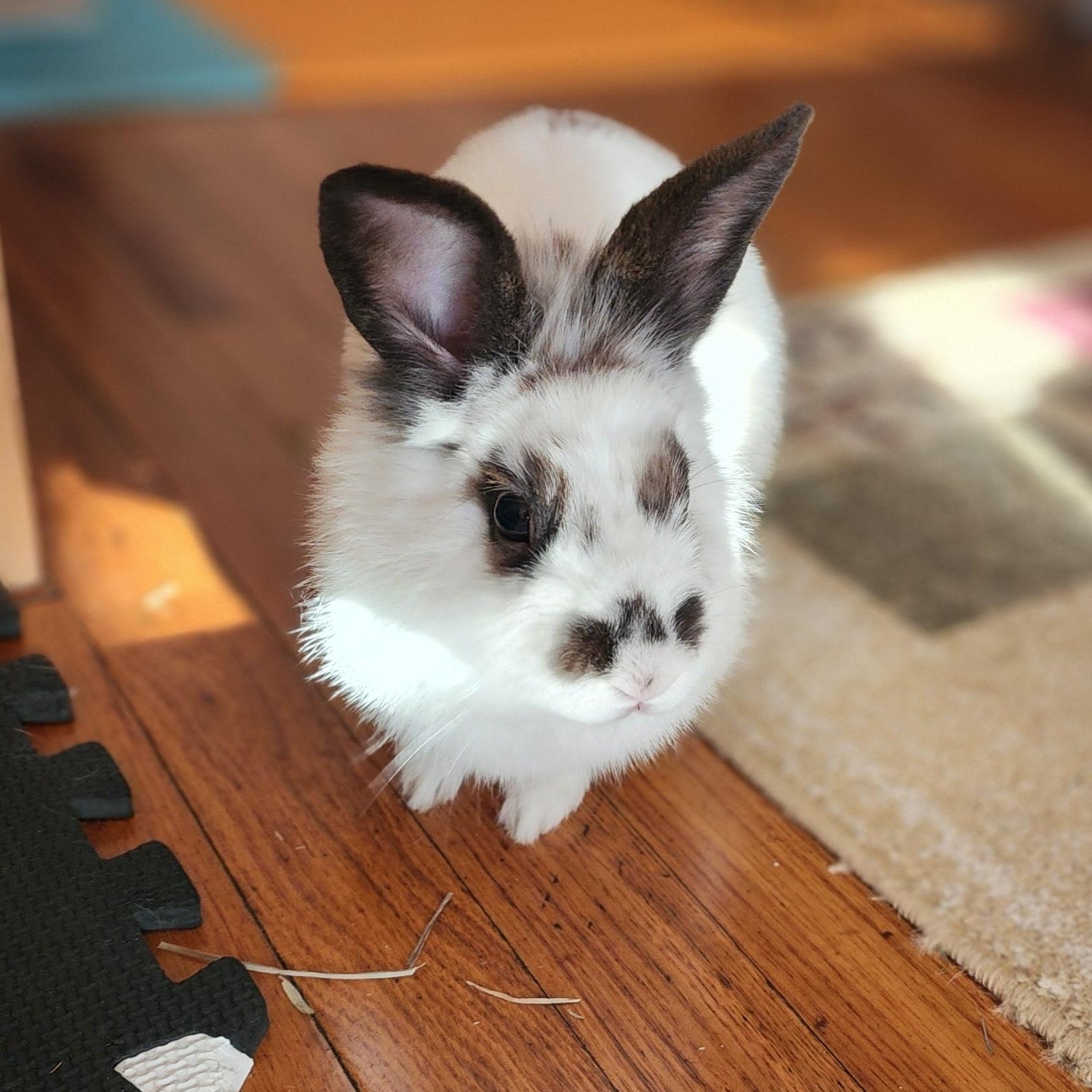 HATTY (YOUNG SPAYED FEMALE), a Adoptable mixed breed in Forest Hills, NY image 6/6