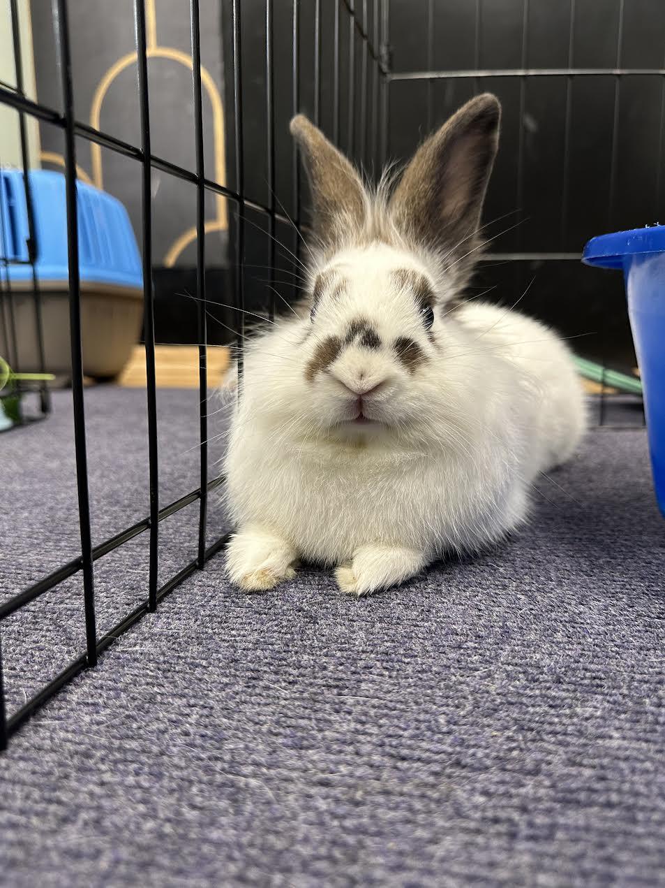 HATTY (YOUNG SPAYED FEMALE), a Adoptable mixed breed in Forest Hills, NY image 3/6