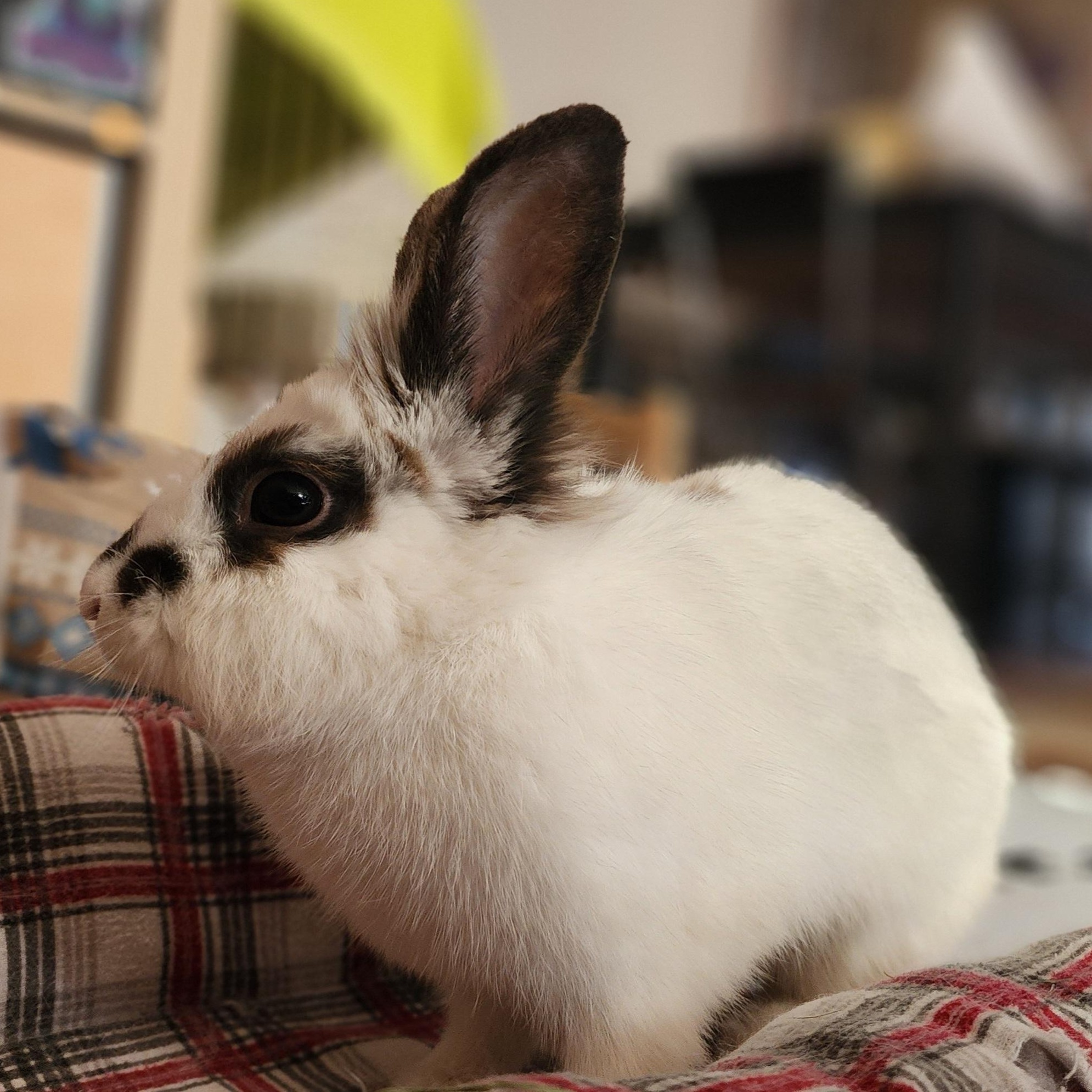 HATTY (YOUNG SPAYED FEMALE) photo 6