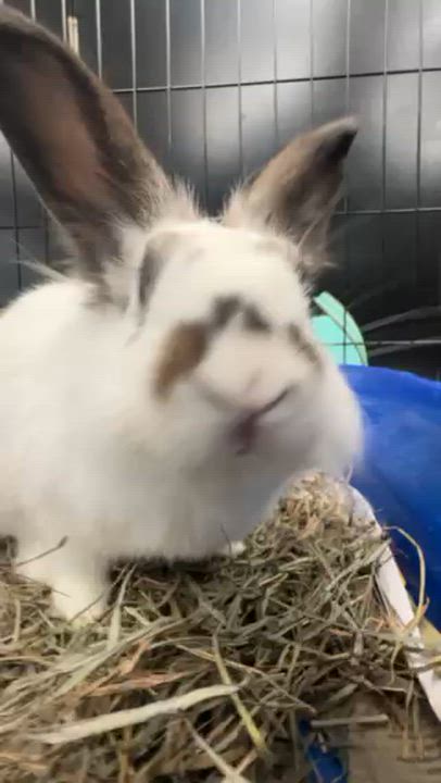 Enlarge HATTY (YOUNG SPAYED FEMALE), a Adoptable mixed breed in Forest Hills, NY video 4/6