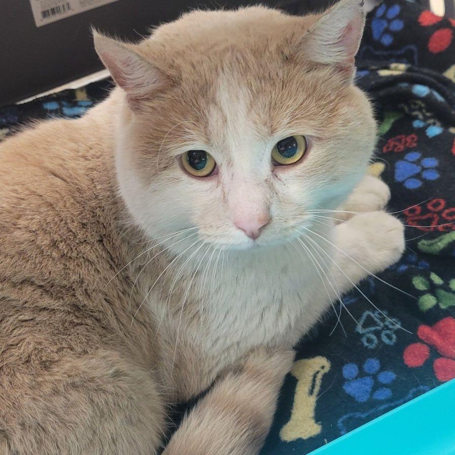 Enlarge Riga"tony", a Adoptable Domestic Short Hair in Milan, IL image 1/1