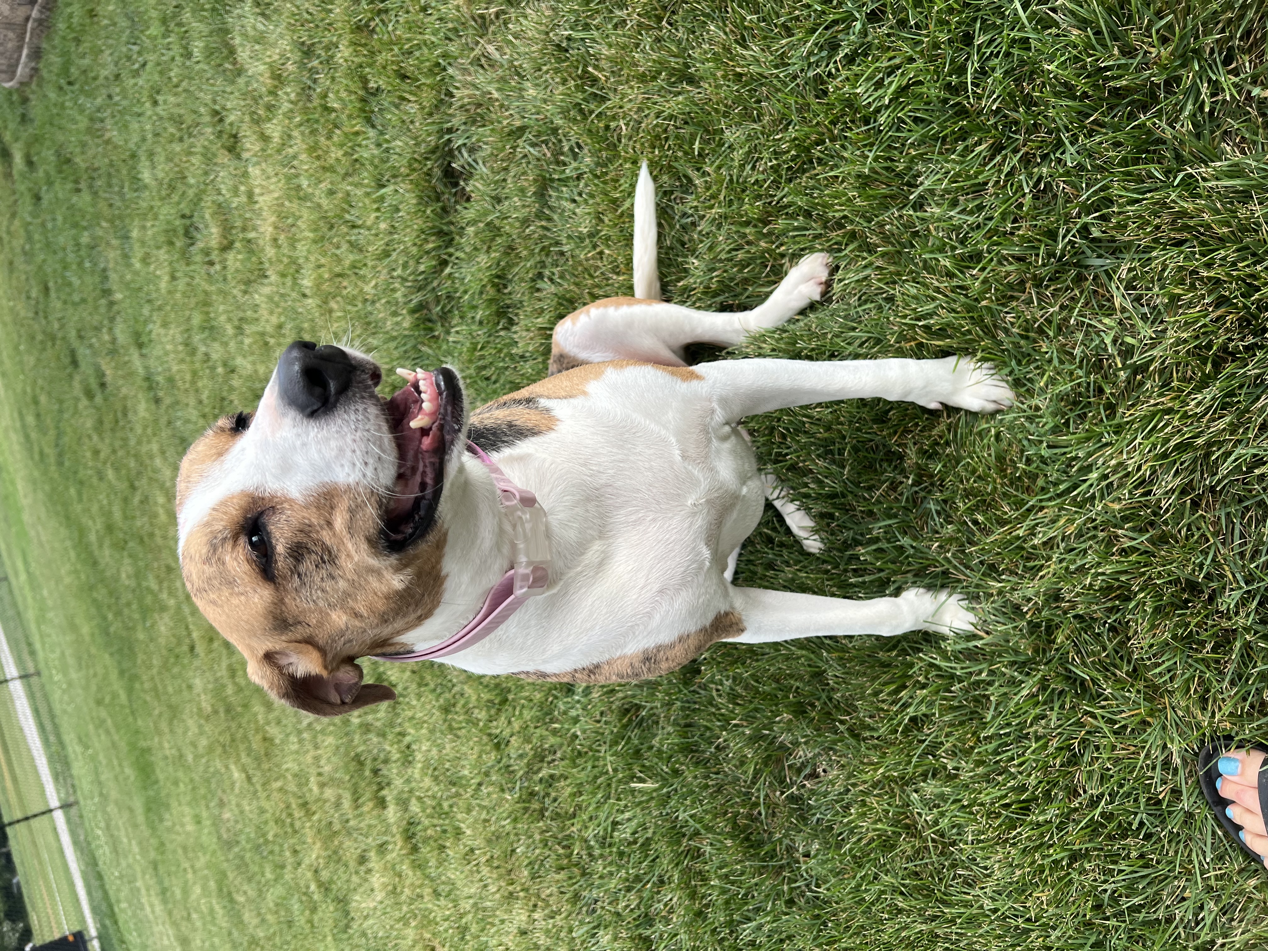 Lola, Adoptable, Adult Female Black and Tan Coonhound.