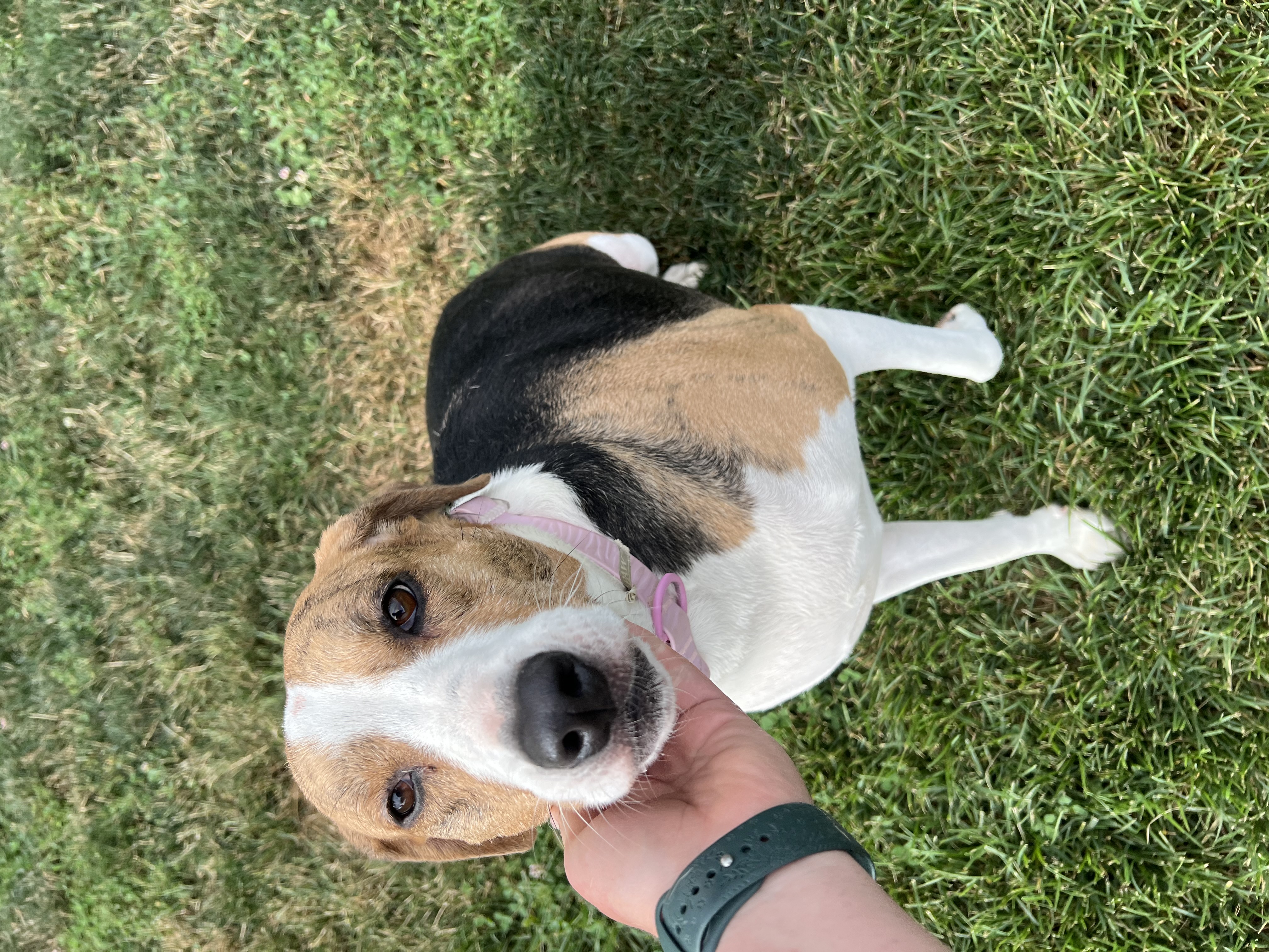 Lola, a Adoptable Black and Tan Coonhound in Brazil, IN image 2/3