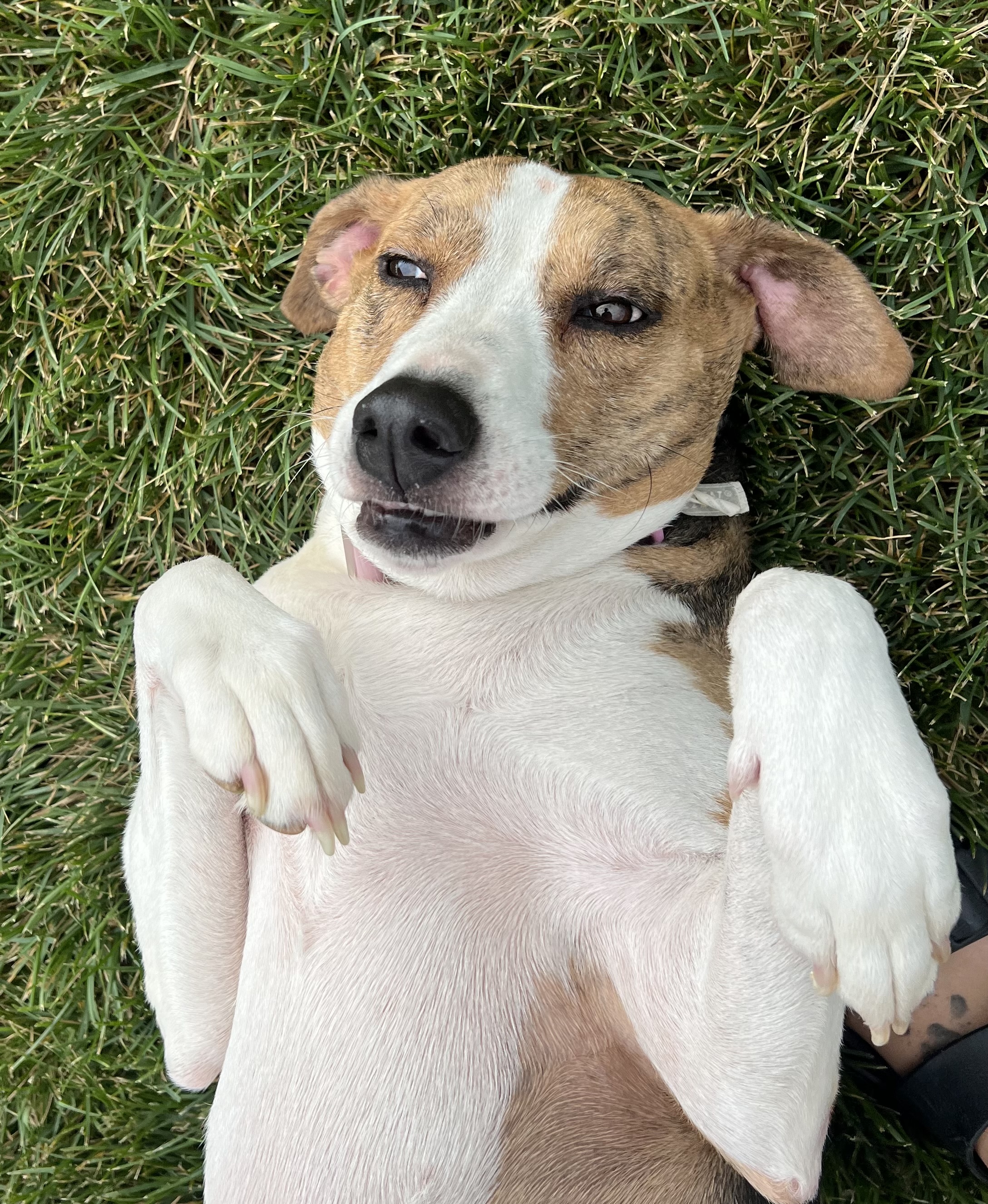 Lola, a Adoptable Black and Tan Coonhound in Brazil, IN image 3/3