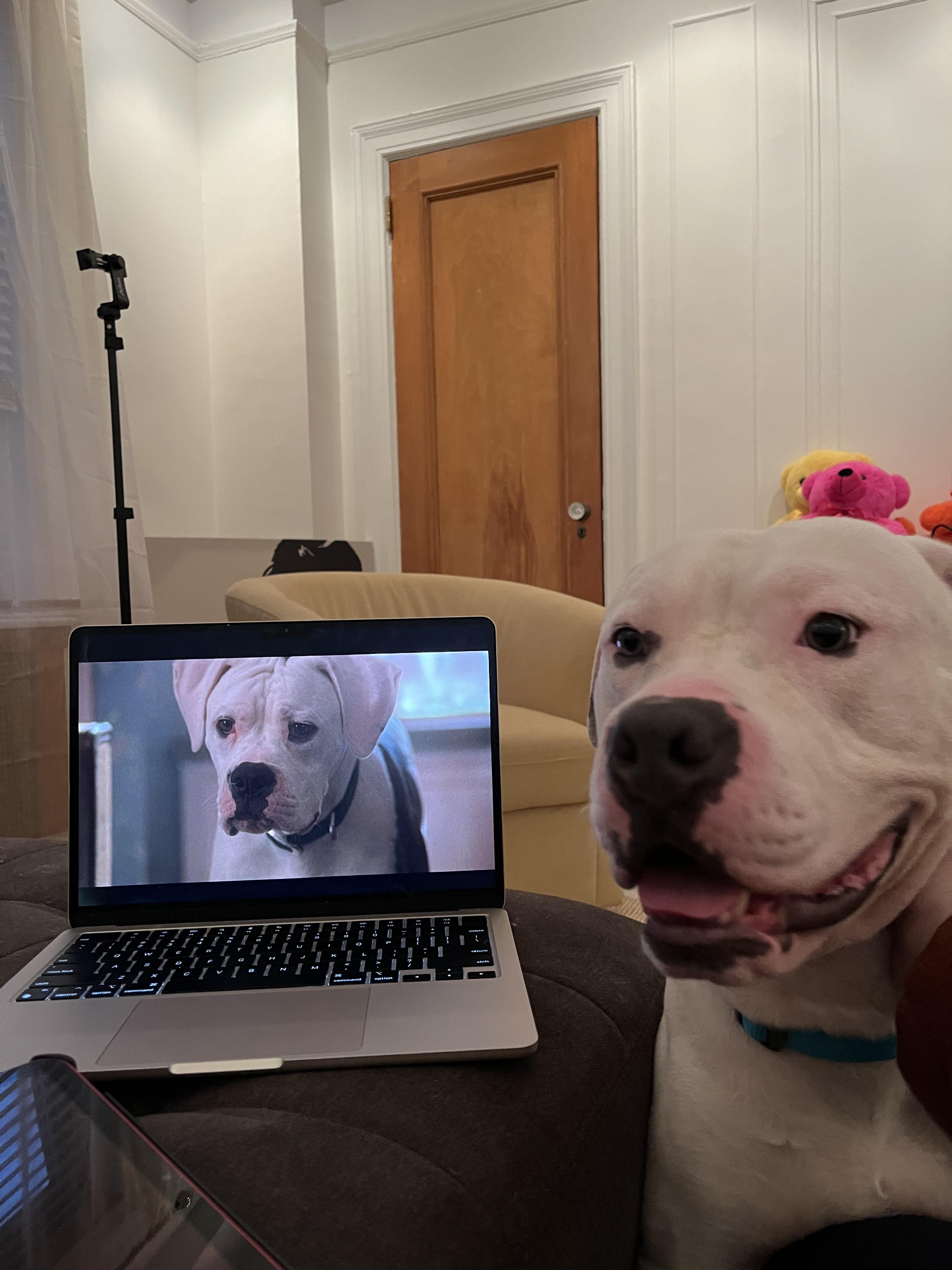 Enlarge Affogato, a ADOPTABLE Mixed Breed in New York, NY image 2/3