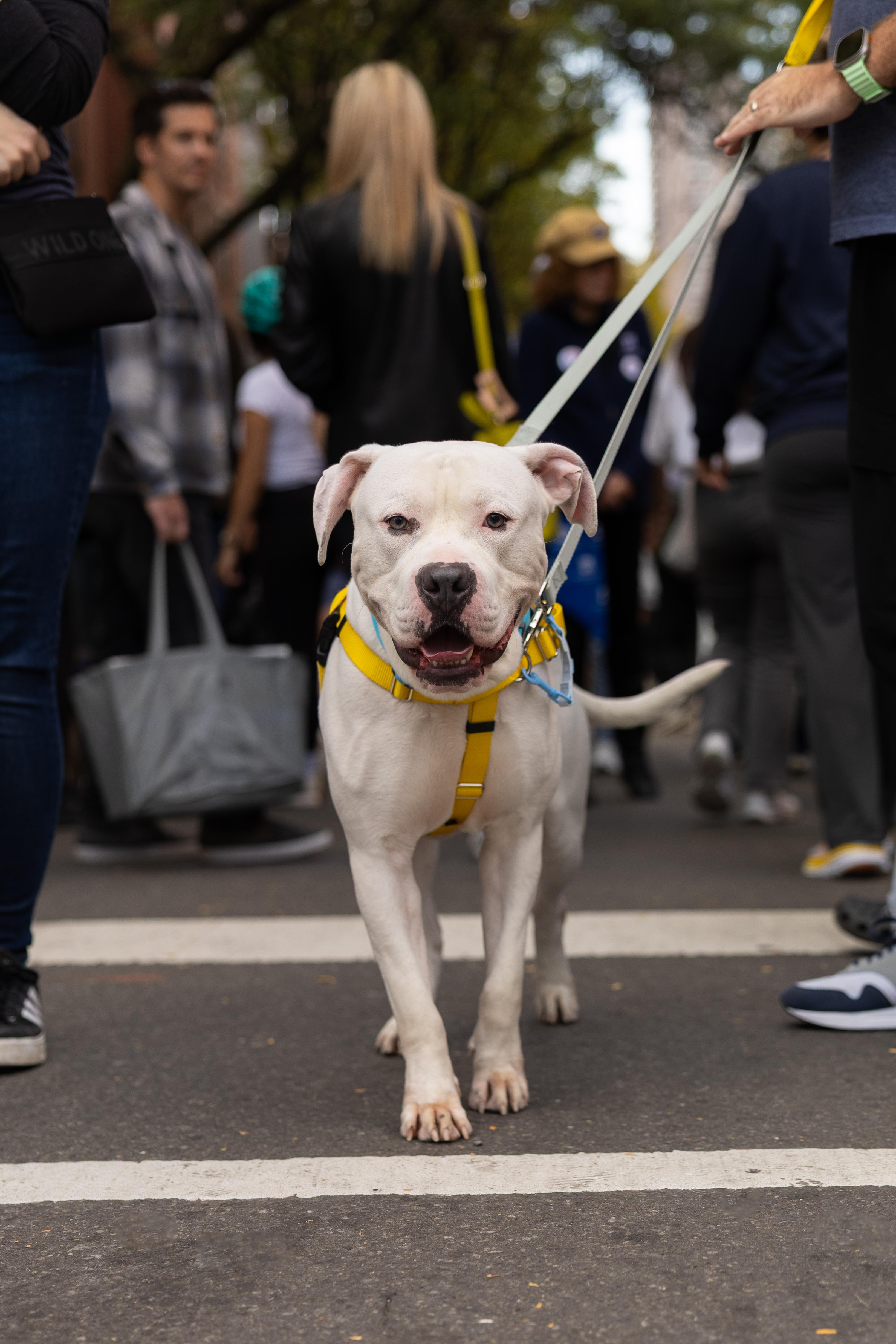 Enlarge Affogato, a ADOPTABLE Mixed Breed in New York, NY image 3/3