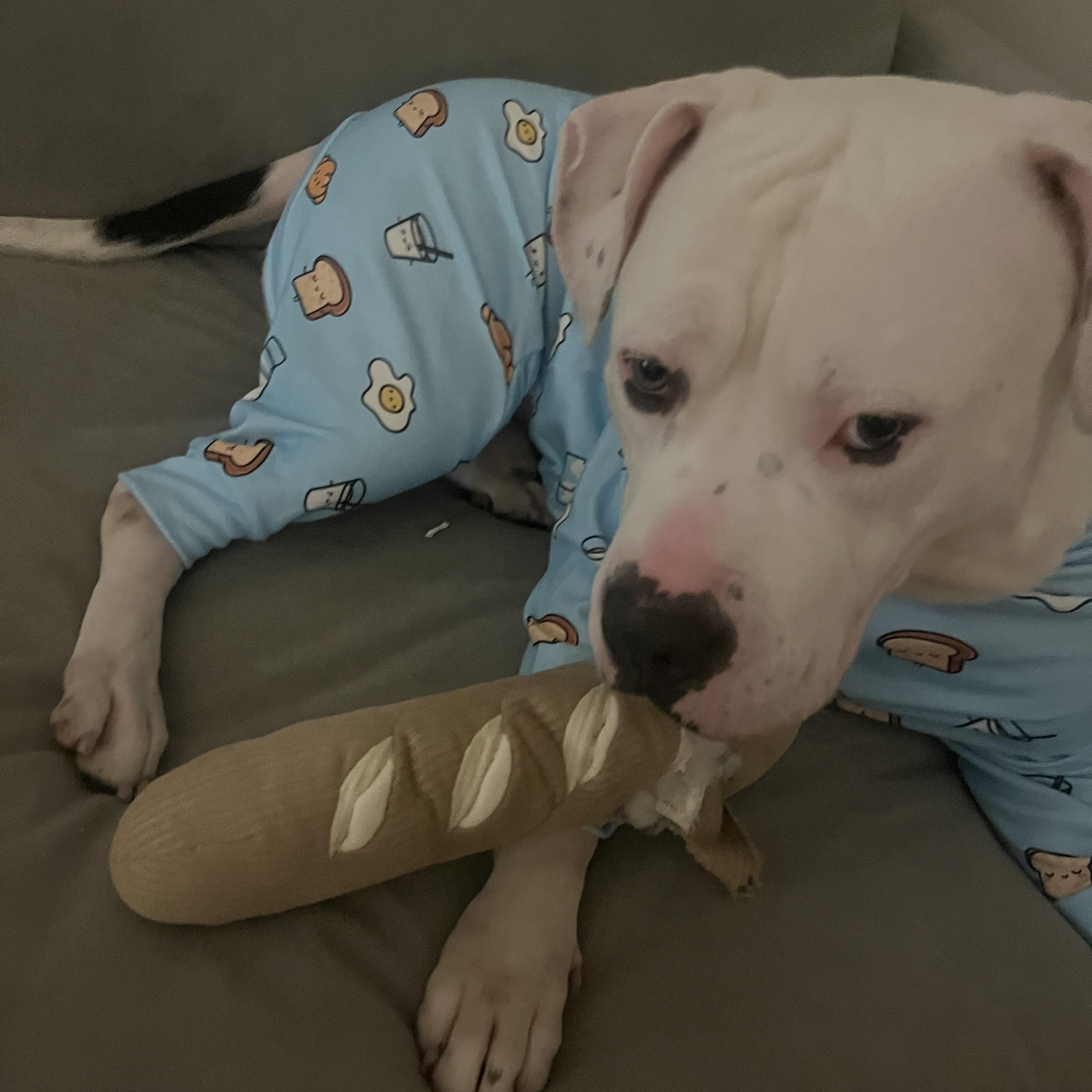 Affogato, ADOPTABLE, Adult Male Mixed Breed.