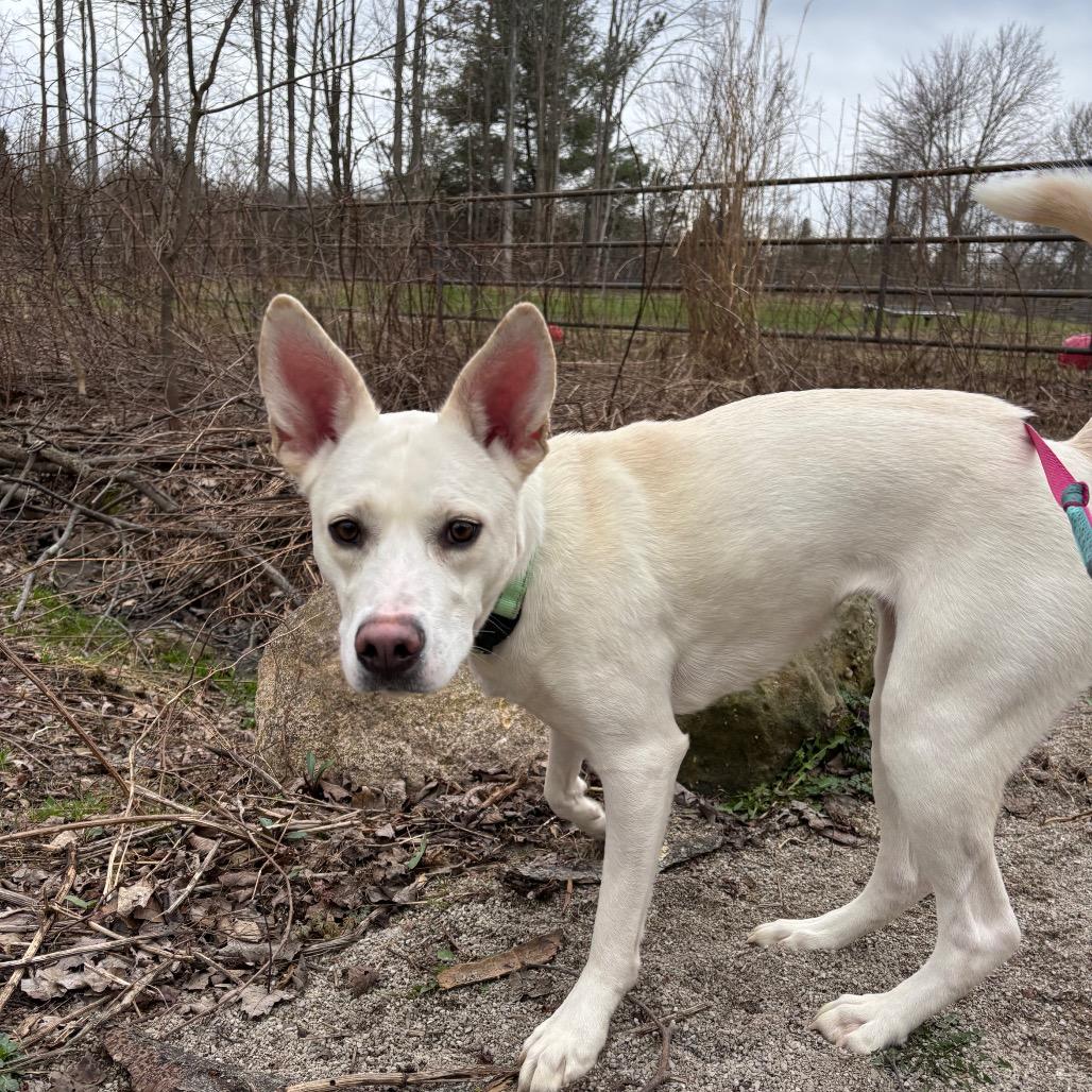 Nala, Adoptable, Adult Female Husky.