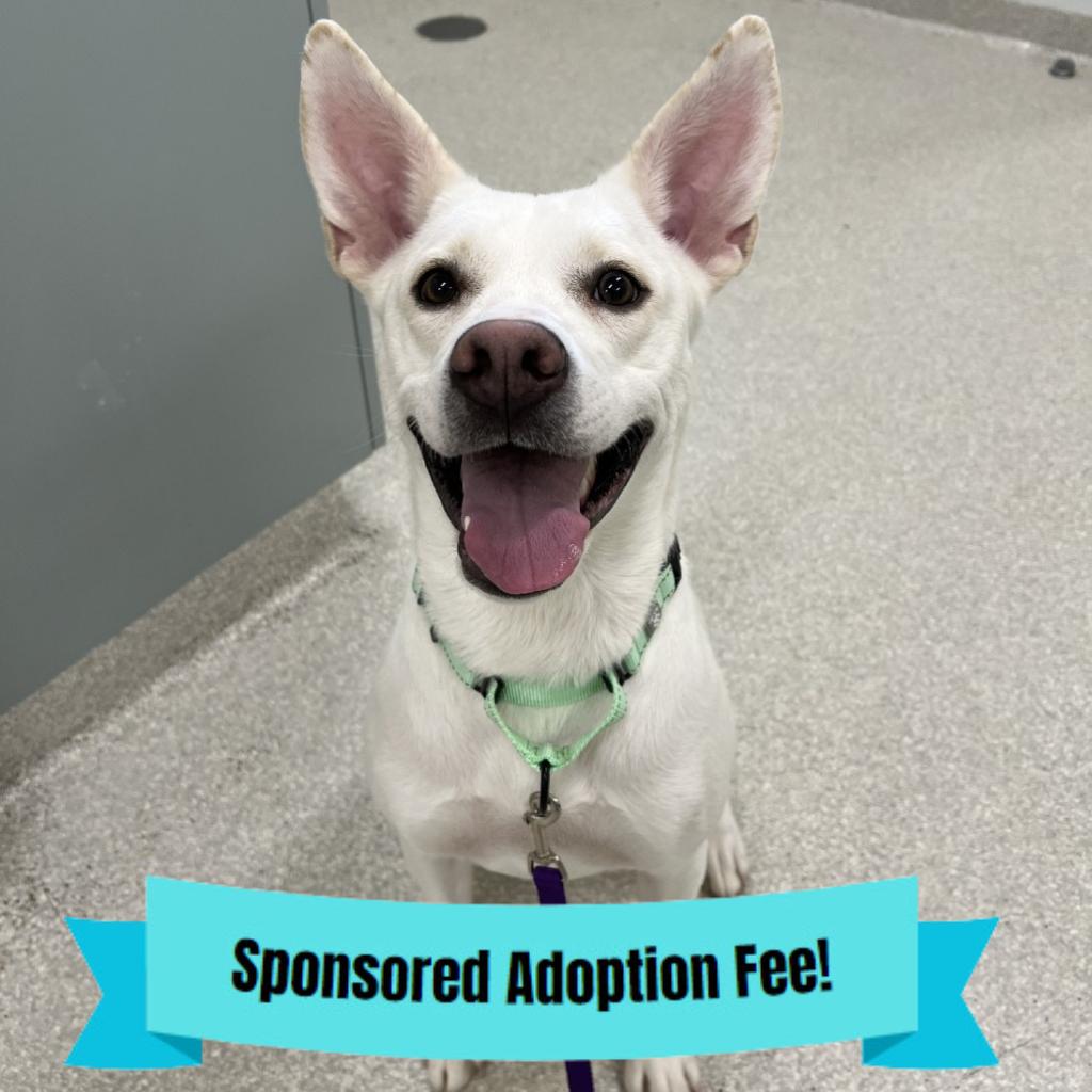 Enlarge Nala, a Adoptable mixed breed in Novelty, OH image 2/2