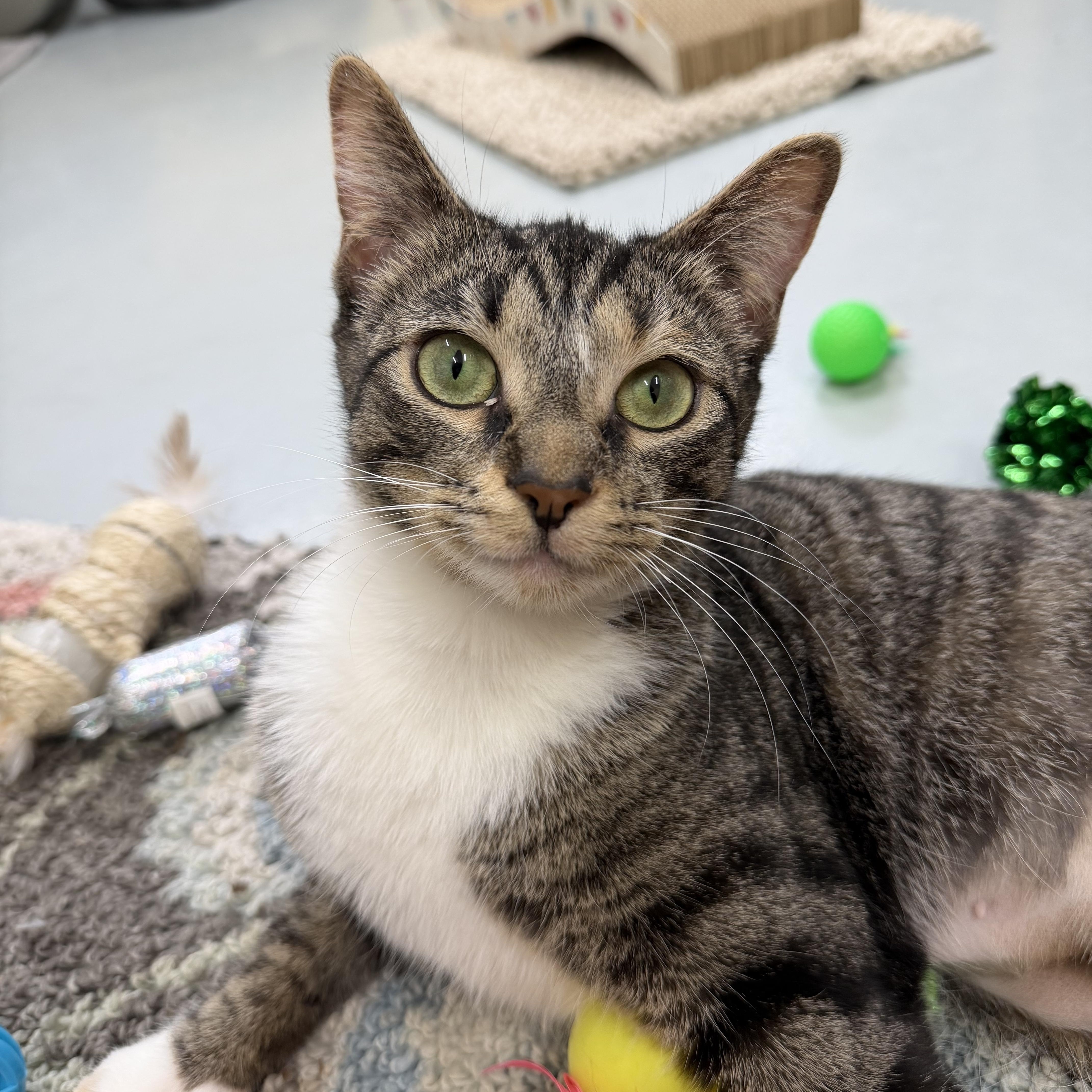 Enlarge Cobweb, a other Domestic Short Hair in Culpeper, VA image 3/6