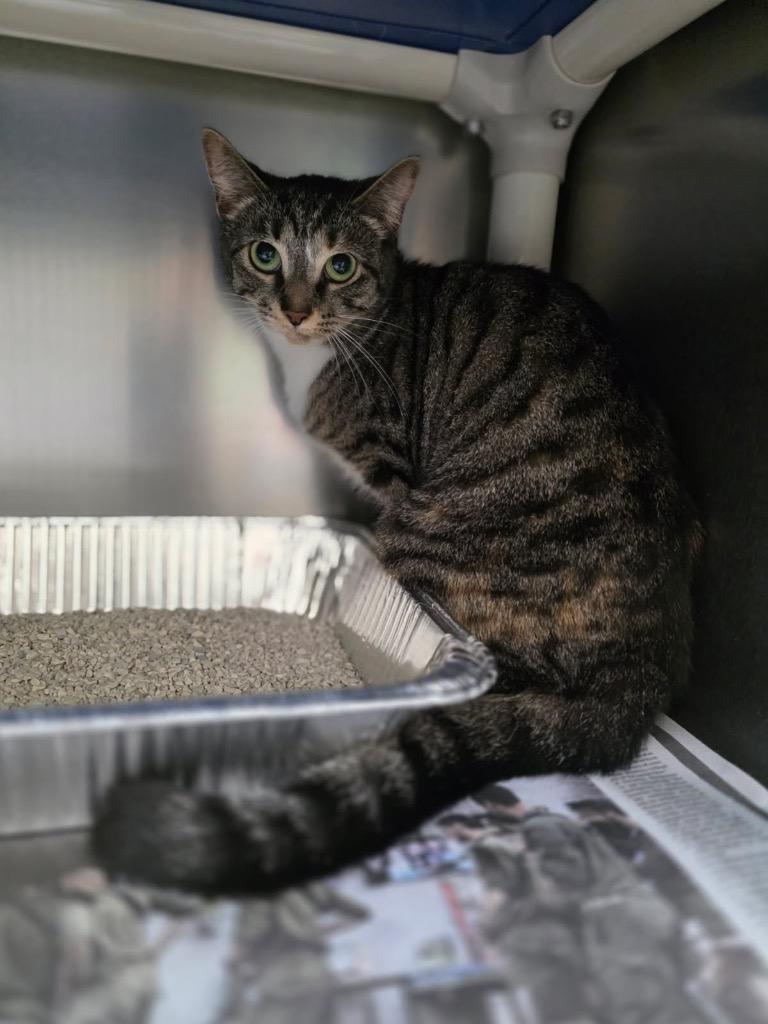 Cobweb, Adoptable, Adult Female Domestic Short Hair.