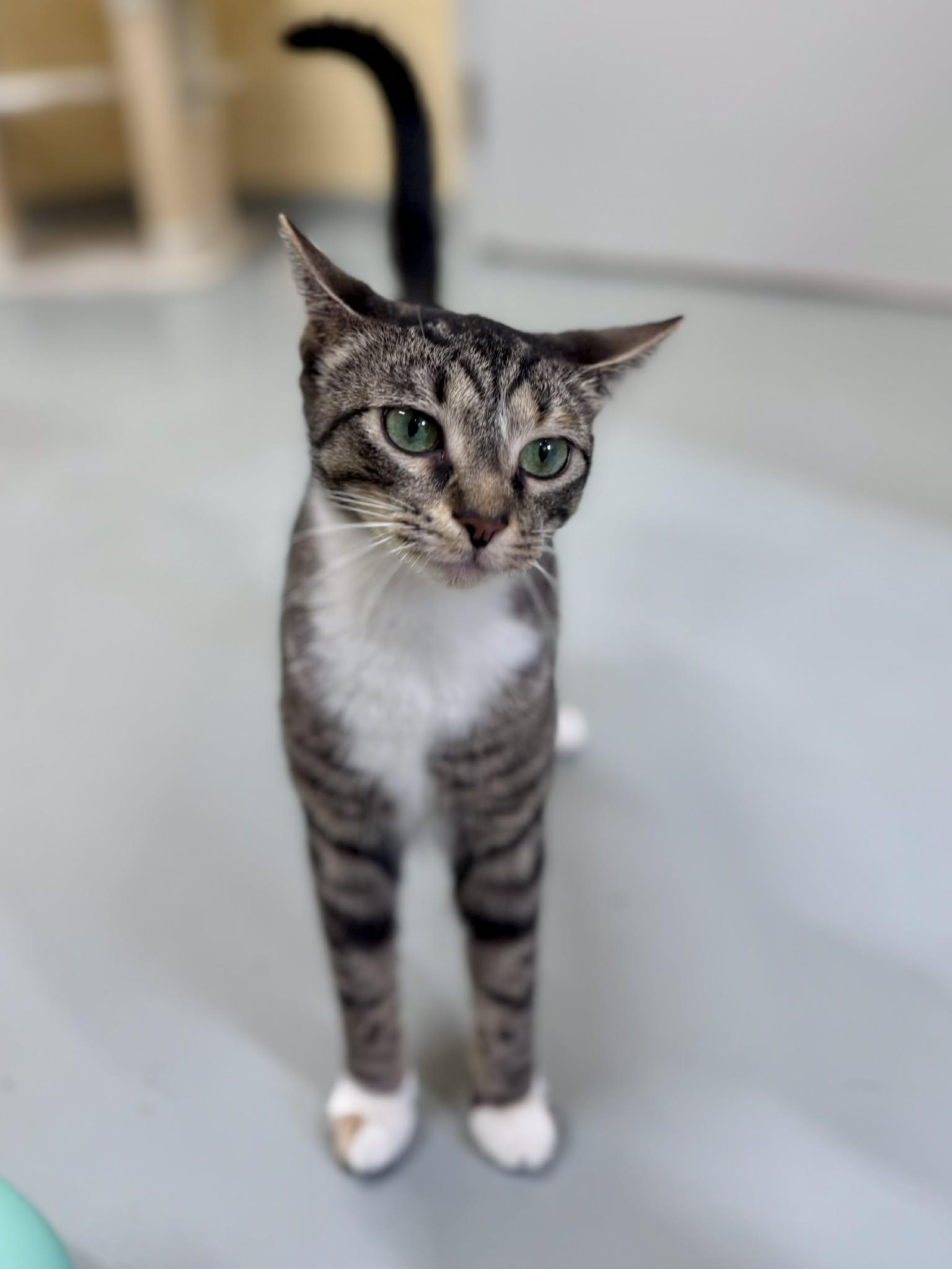 Enlarge Cobweb, a other Domestic Short Hair in Culpeper, VA image 2/6