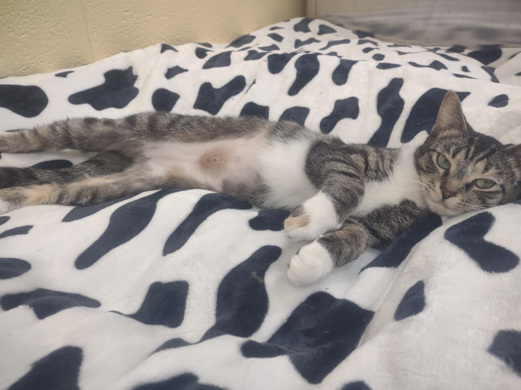 Enlarge Cobweb, a other Domestic Short Hair in Culpeper, VA image 4/6