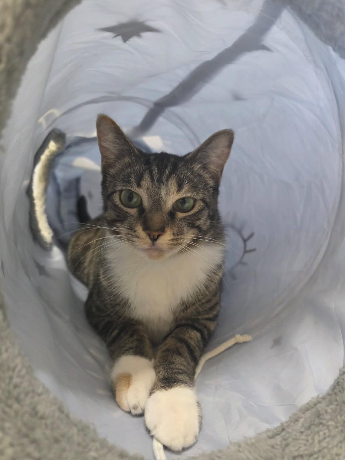 Enlarge Cobweb, a other Domestic Short Hair in Culpeper, VA image 5/6