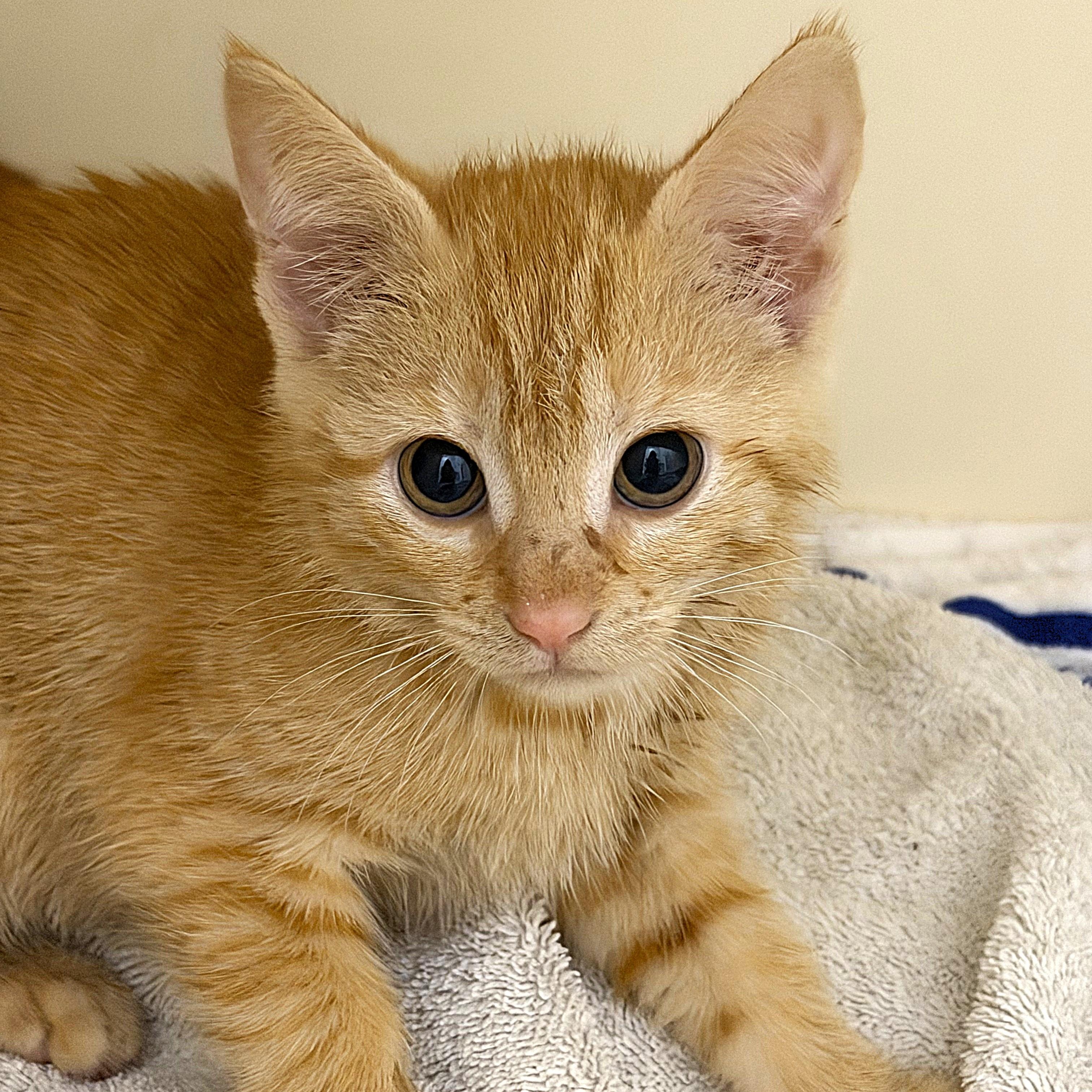 Enlarge Cera, an adopted Domestic Short Hair in Cooperstown, NY image 1/1