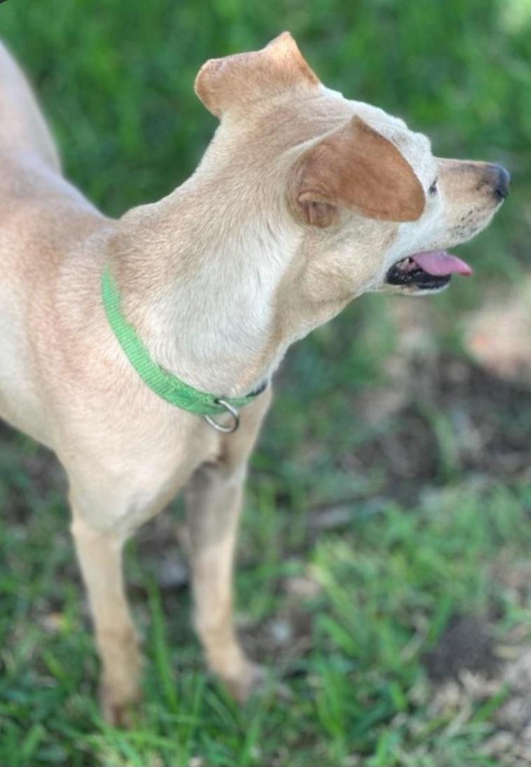 Enlarge Molly, a Adopted mixed breed in Lafayette, LA image 2/3