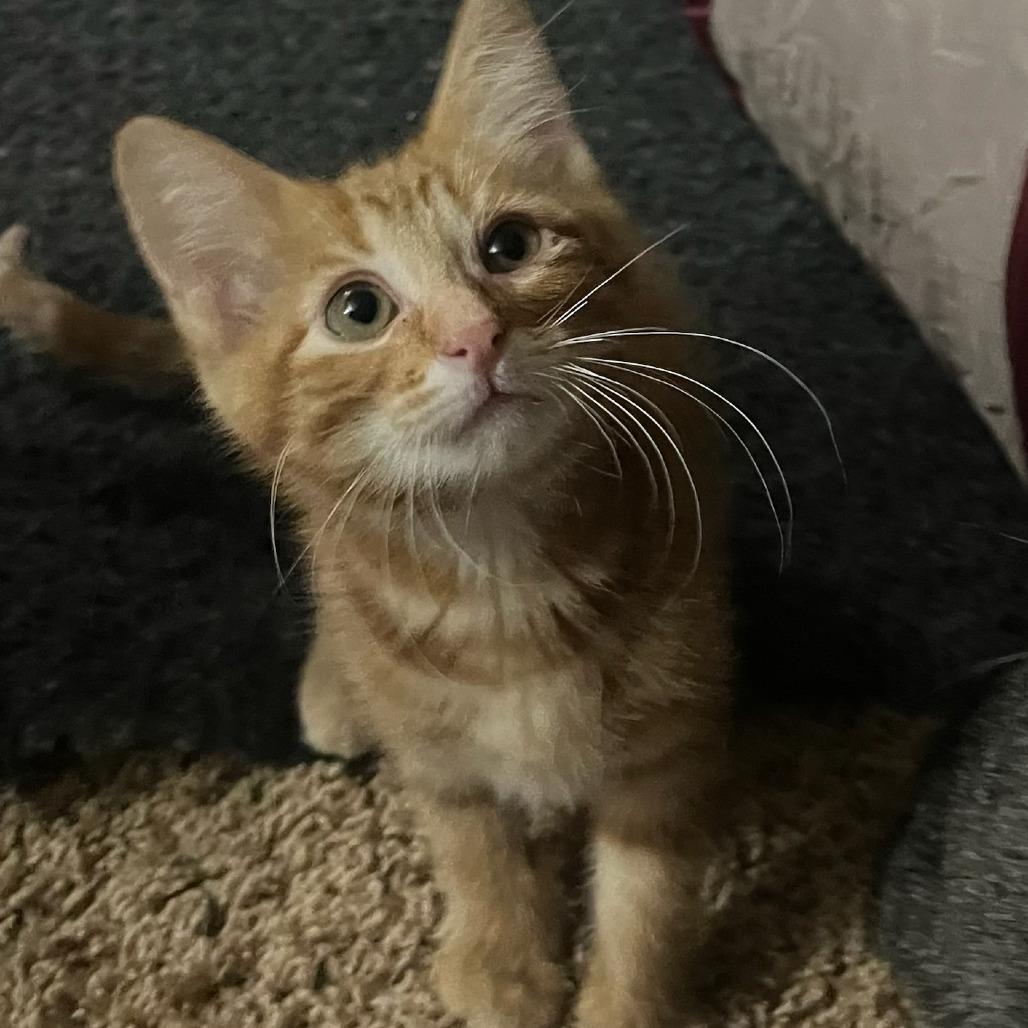 Enlarge Flying Dutchman, a Adoptable Domestic Short Hair in Middleton, WI image 1/1