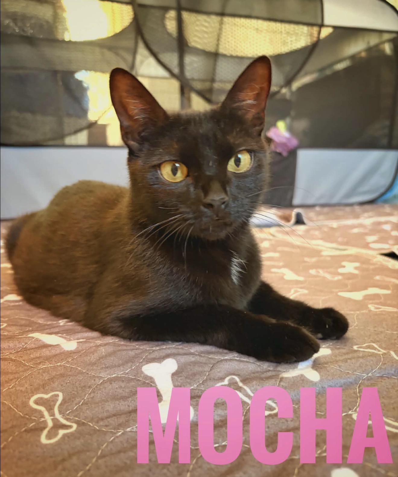 Enlarge Mocha Reilly, a ADOPTABLE American Shorthair in Staten Island, NY image 4/6