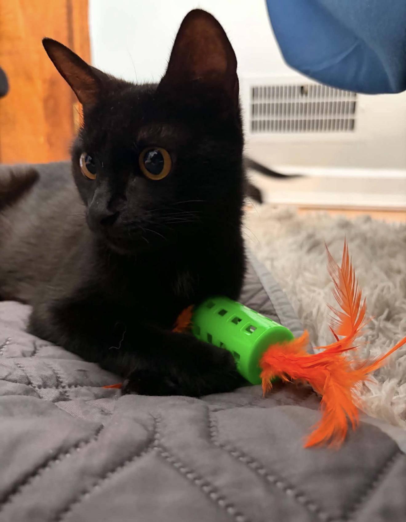 Mocha Reilly, ADOPTABLE, Young Female American Shorthair.