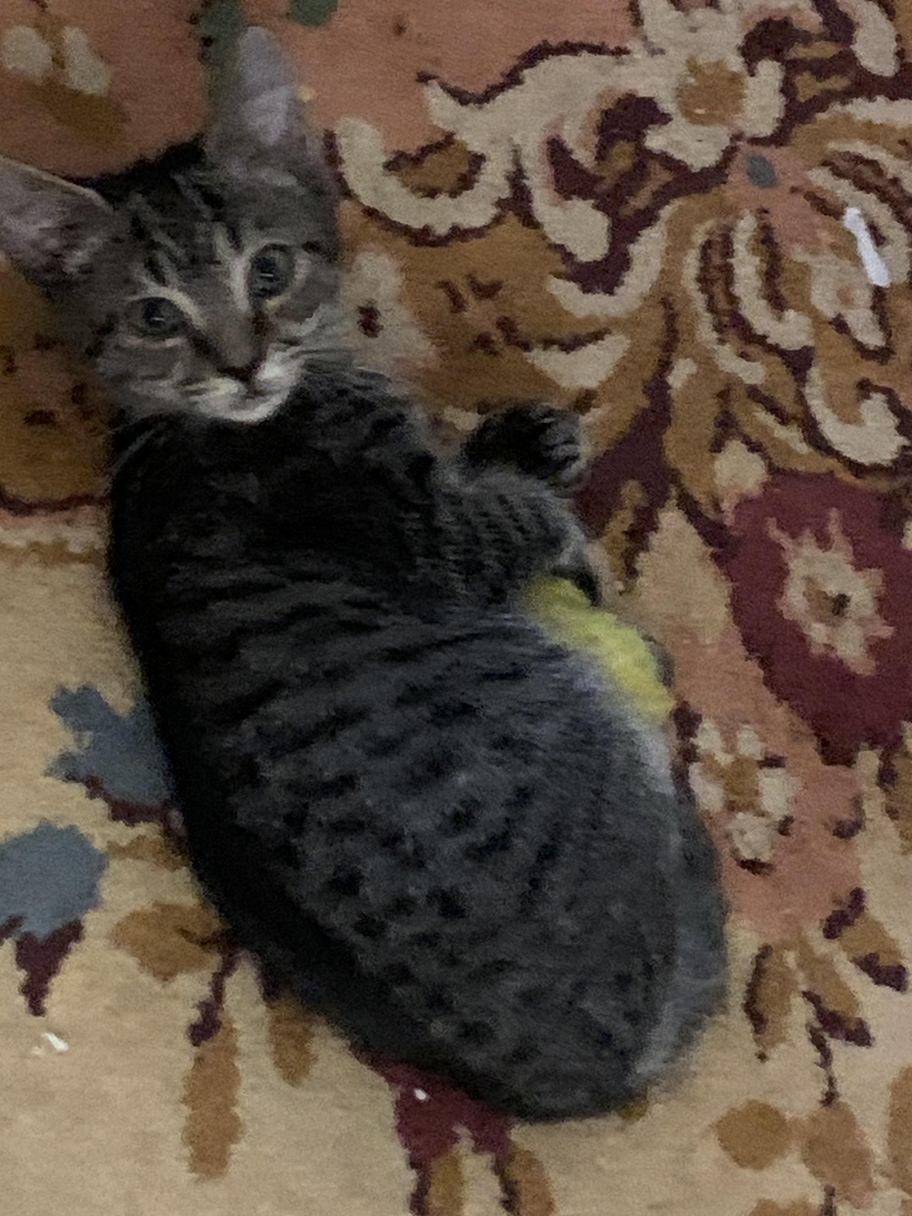 Stripe, Adoptable, Kitten Male Domestic Short Hair & Tabby.