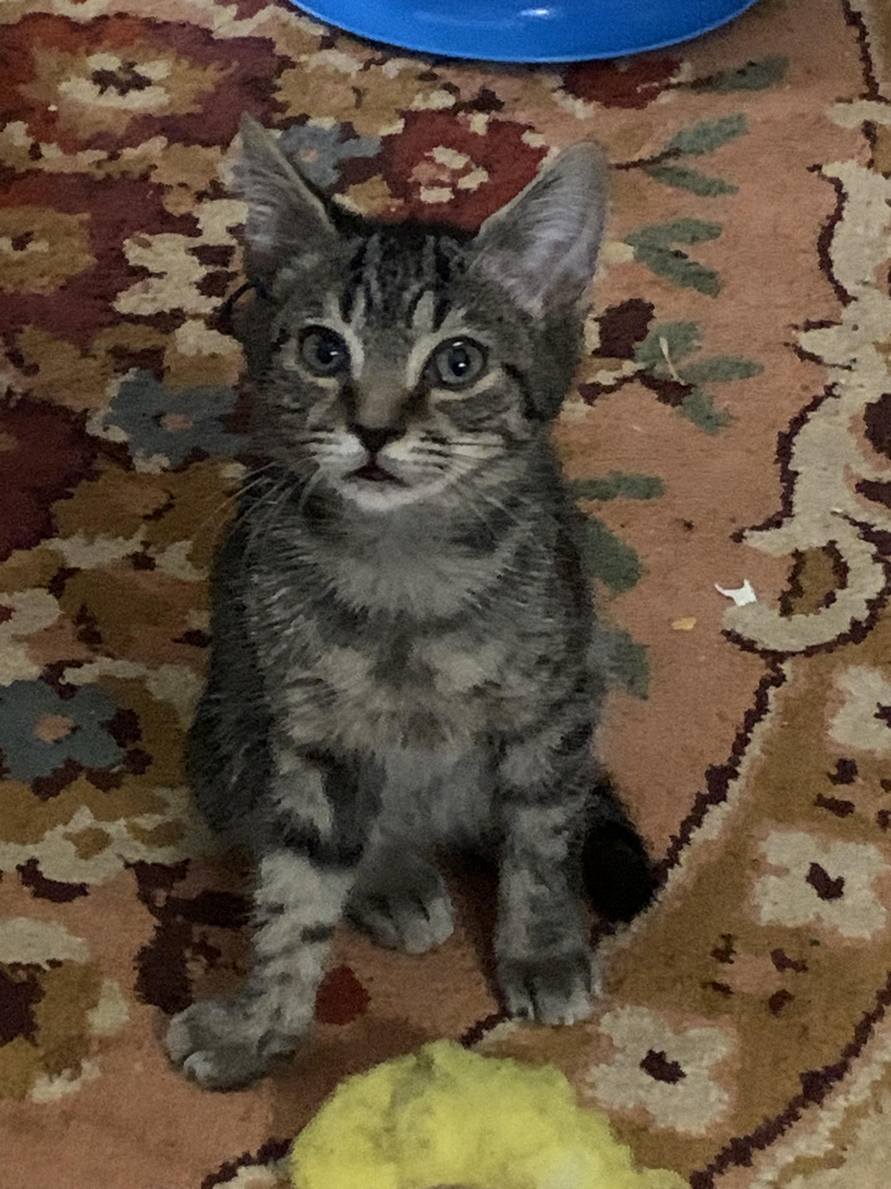 Stripe, a Adoptable mixed breed in Dawson, GA image 2/2