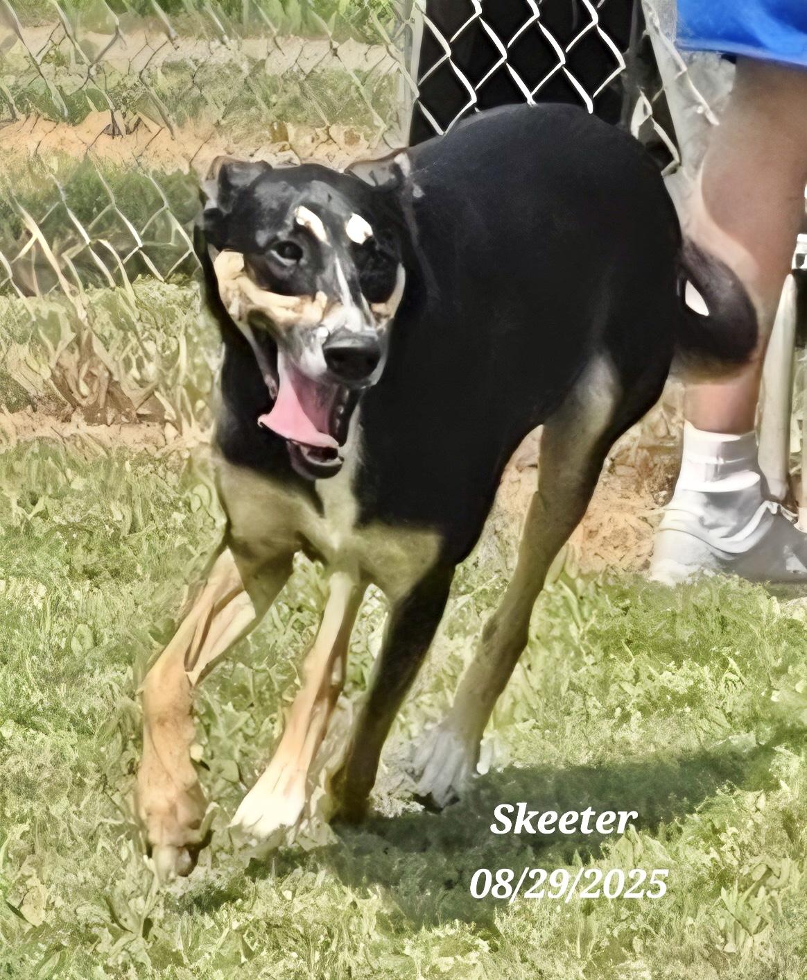 Enlarge Skeeter , a Adoptable Border Collie in Manchester, CT image 1/2
