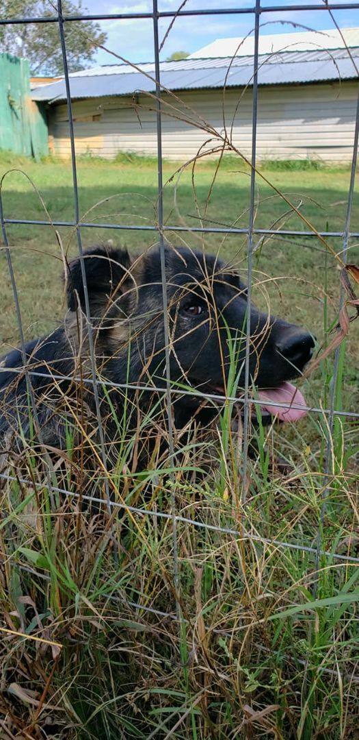 Spooky, an adoptable Belgian Shepherd / Sheepdog in Claremont, NC, 28610 | Photo Image 4