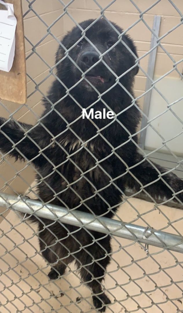 Enlarge Rip, a Adoptable mixed breed in Claremont, NC image 4/4