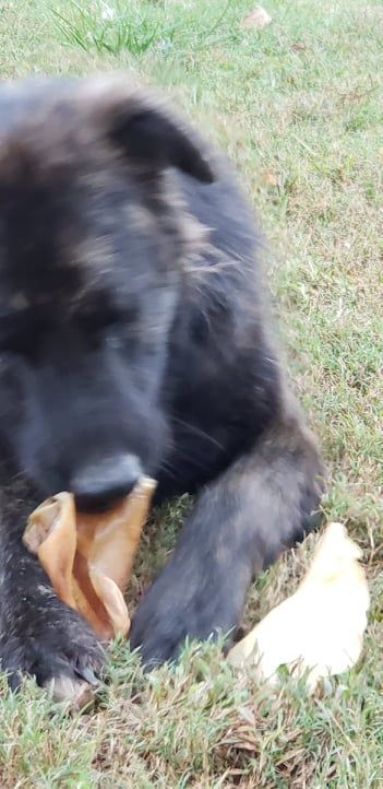 Spooky, an adoptable Belgian Shepherd / Sheepdog in Claremont, NC, 28610 | Photo Image 3