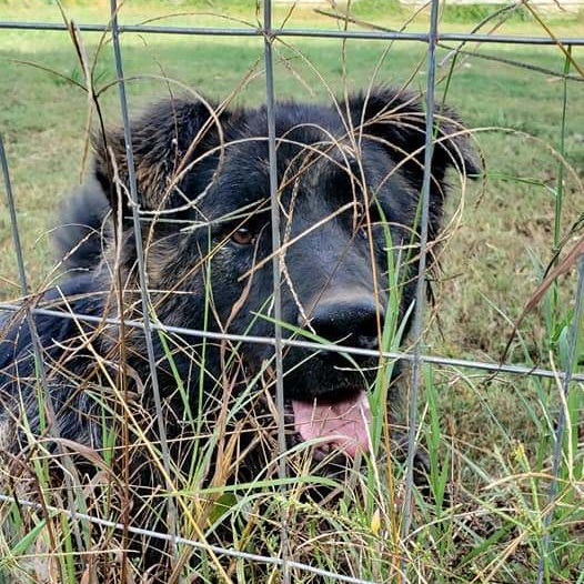 Enlarge Rip, a Adoptable mixed breed in Claremont, NC image 3/4