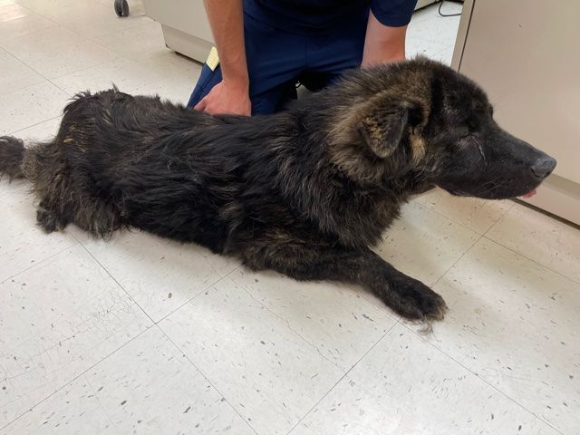 Spooky, an adoptable Belgian Shepherd / Sheepdog in Claremont, NC, 28610 | Photo Image 6